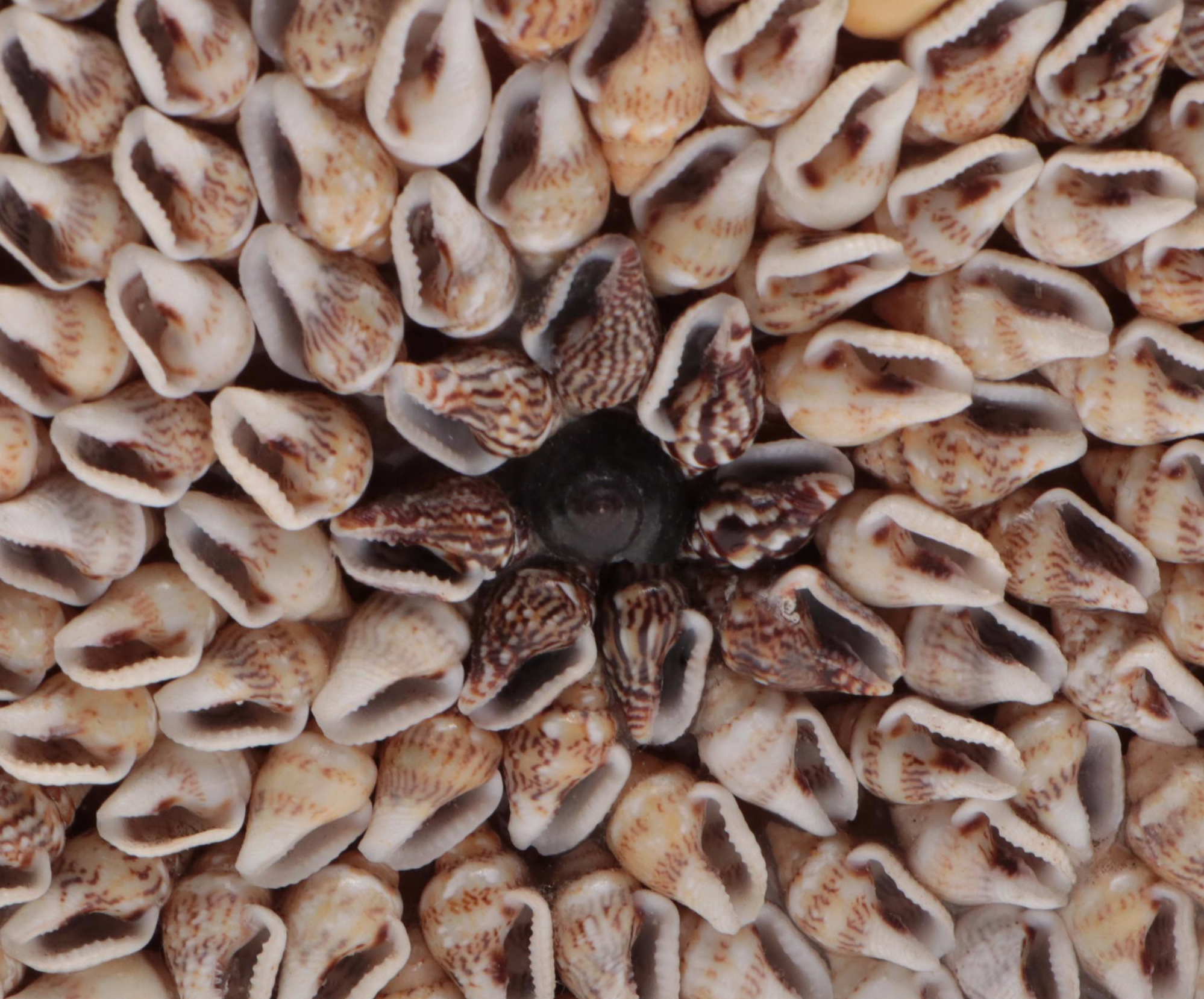 Seashell Embellished Rectangular and Square Boxes