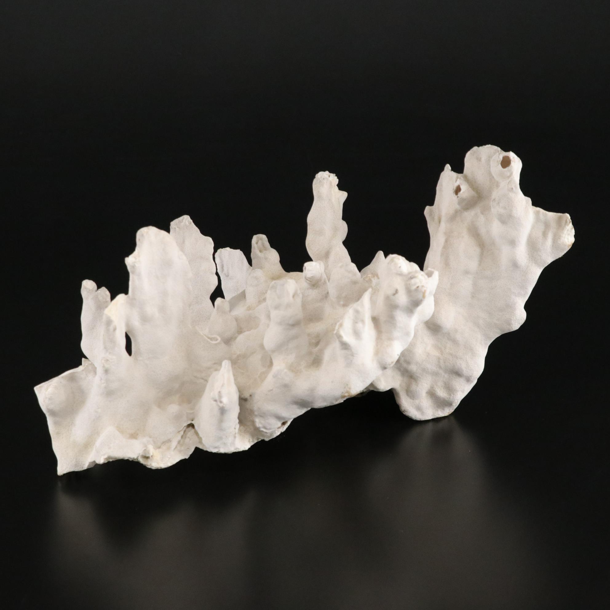 Fossilized Coral and Barnacle Specimen