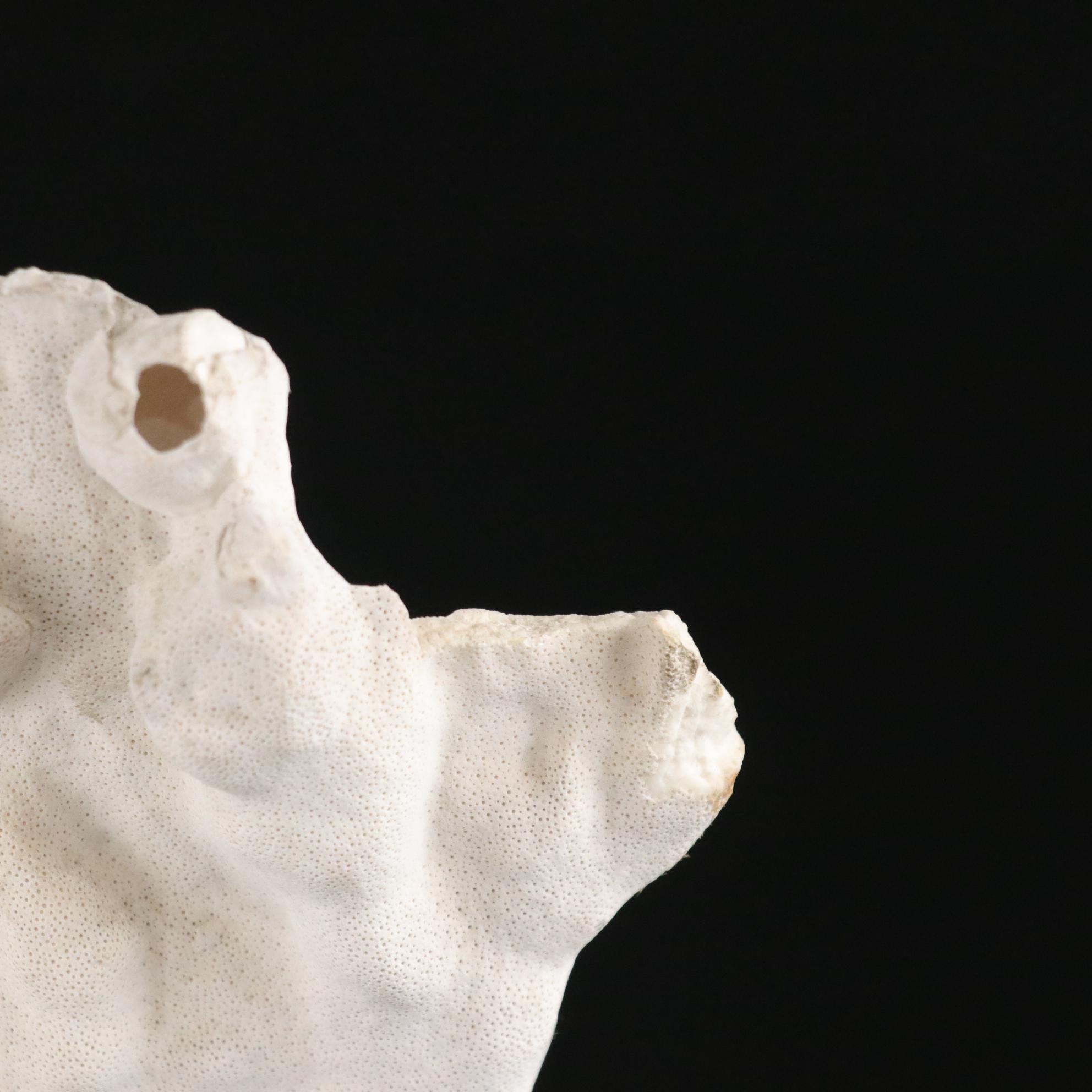 Fossilized Coral and Barnacle Specimen