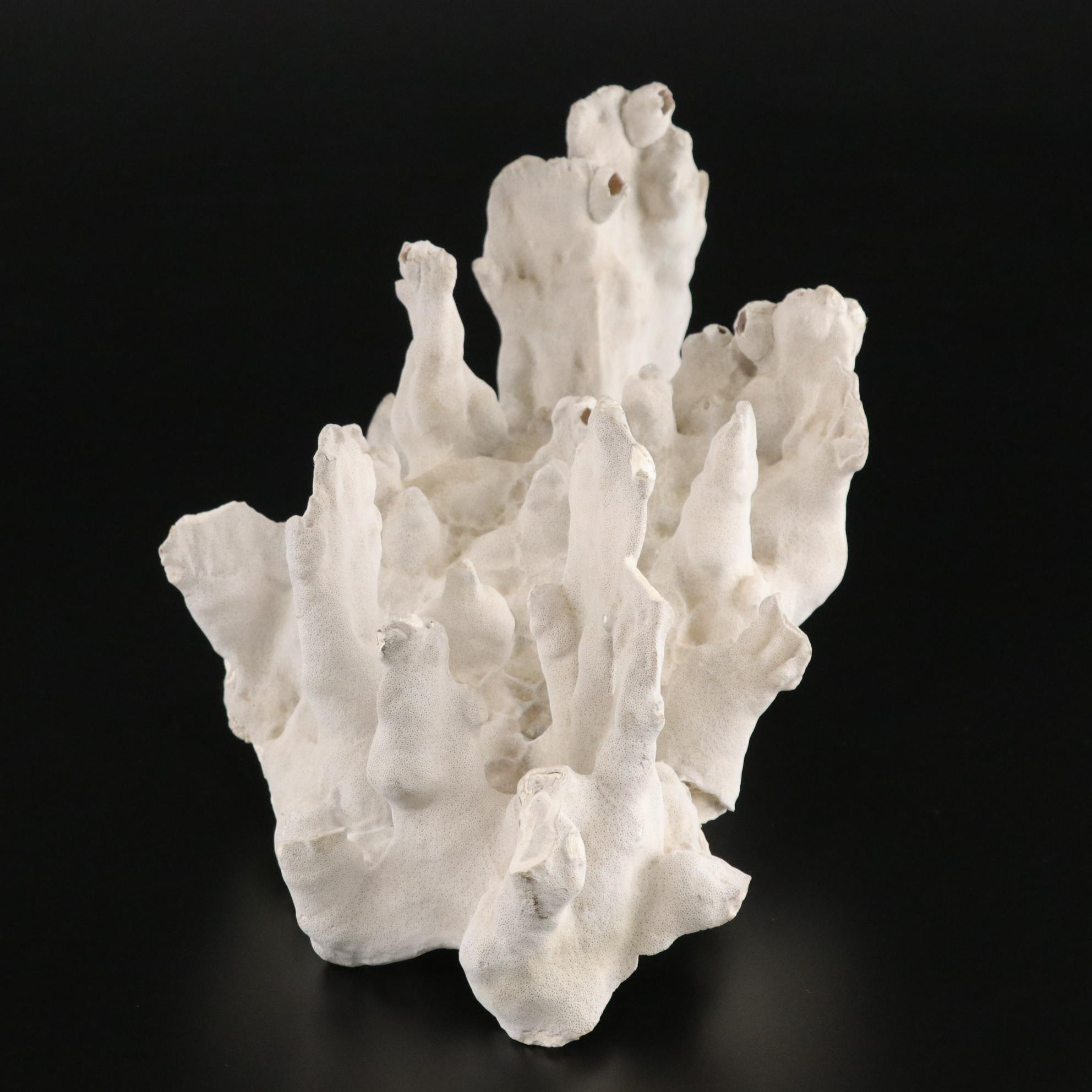 Fossilized Coral and Barnacle Specimen