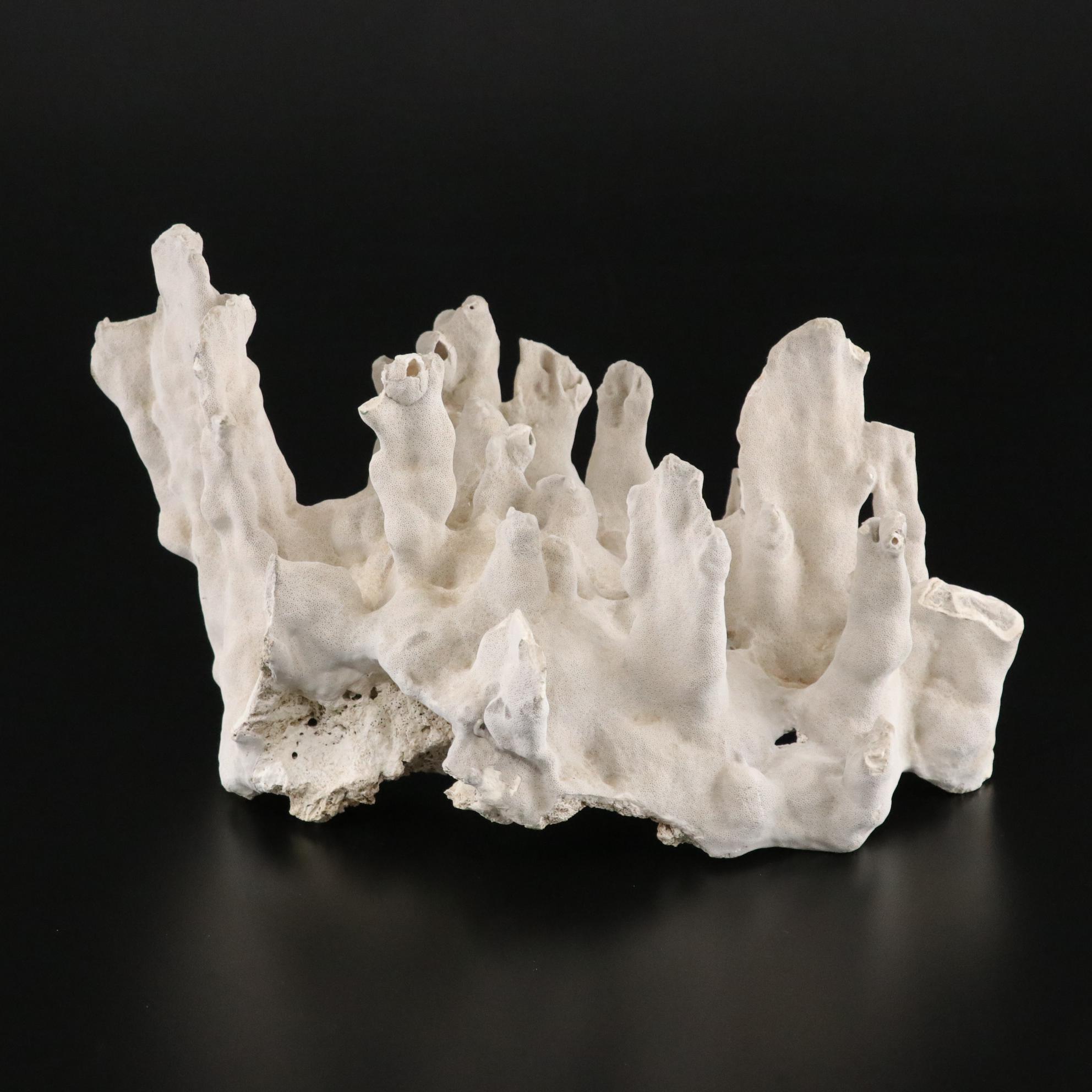 Fossilized Coral and Barnacle Specimen