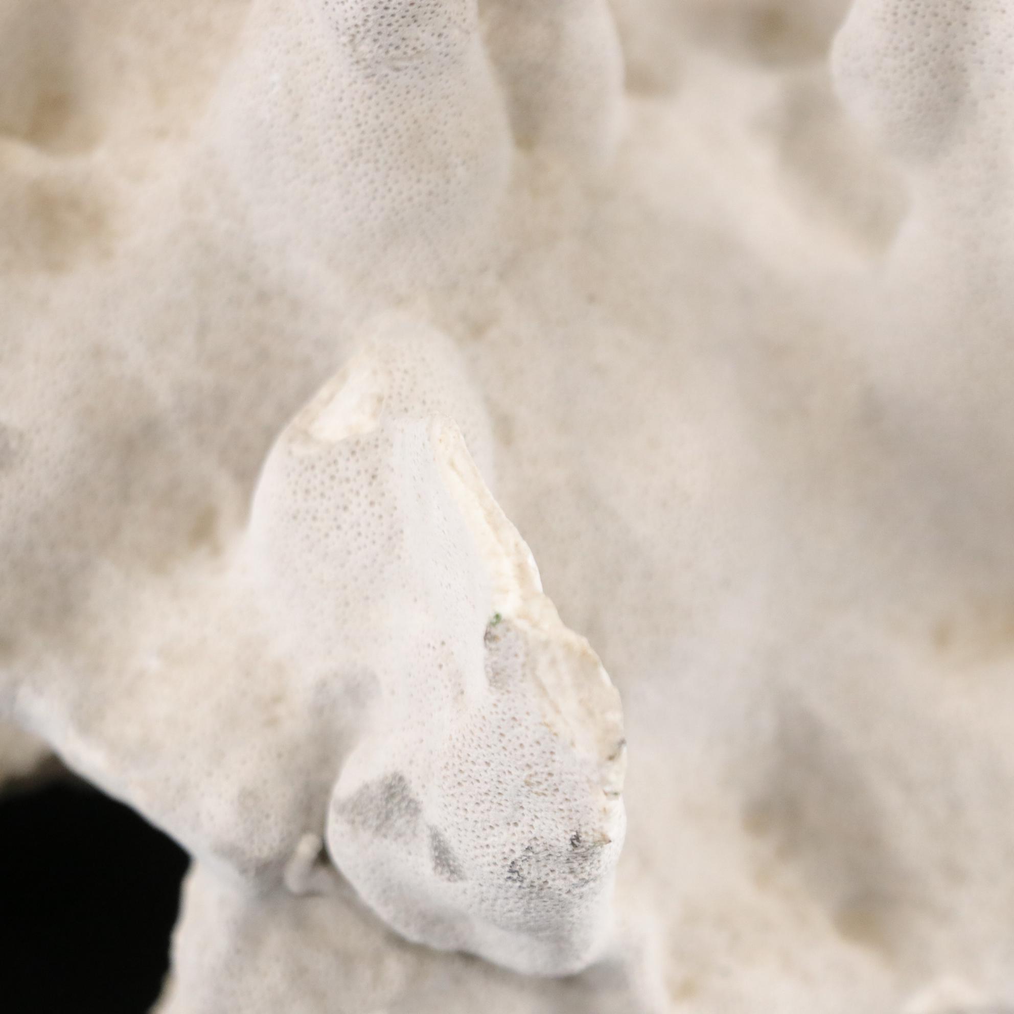 Fossilized Coral and Barnacle Specimen