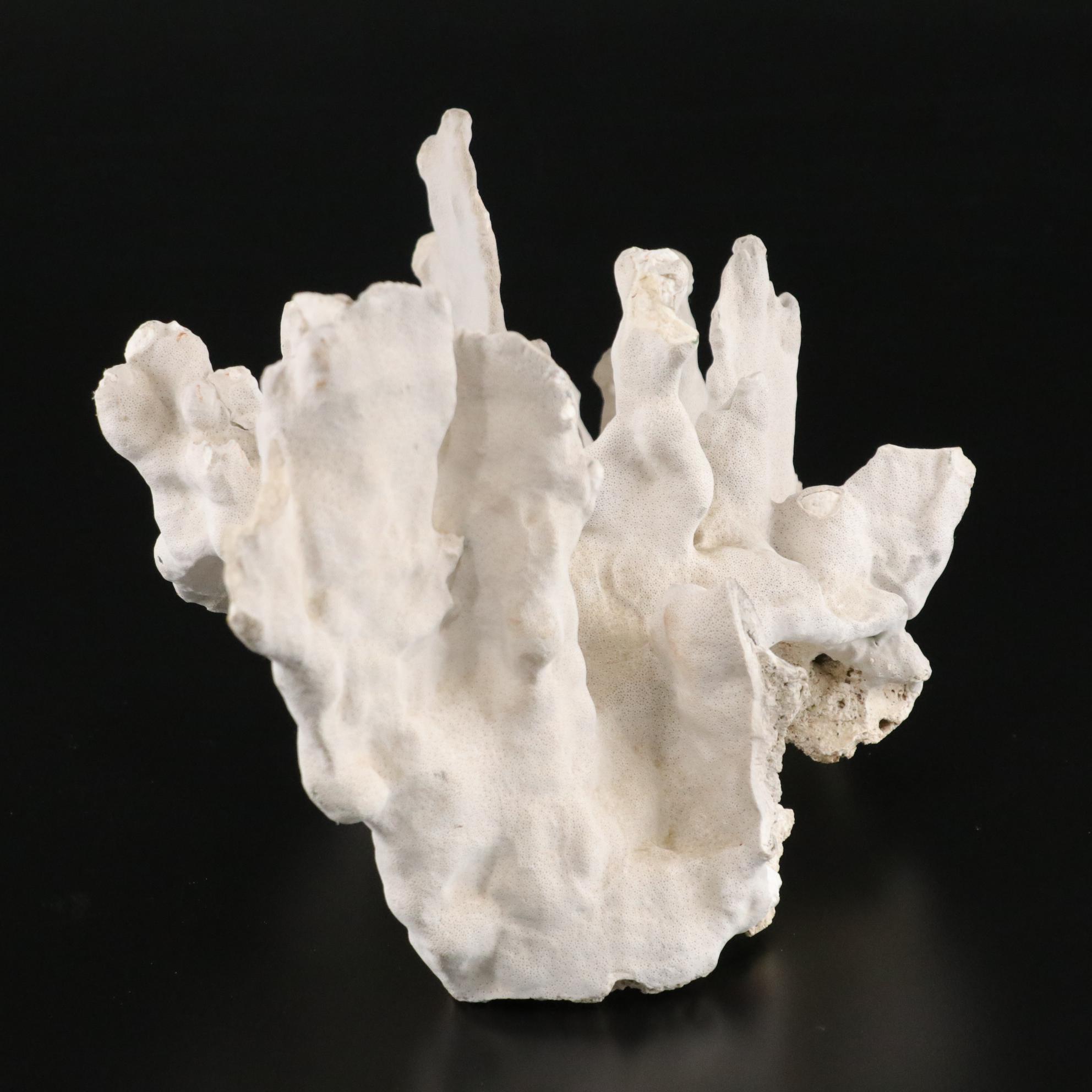 Fossilized Coral and Barnacle Specimen