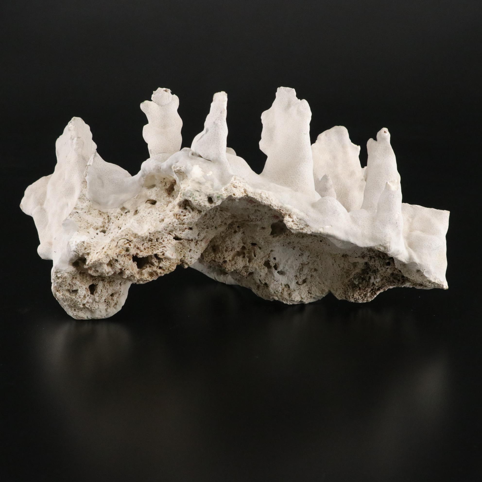 Fossilized Coral and Barnacle Specimen