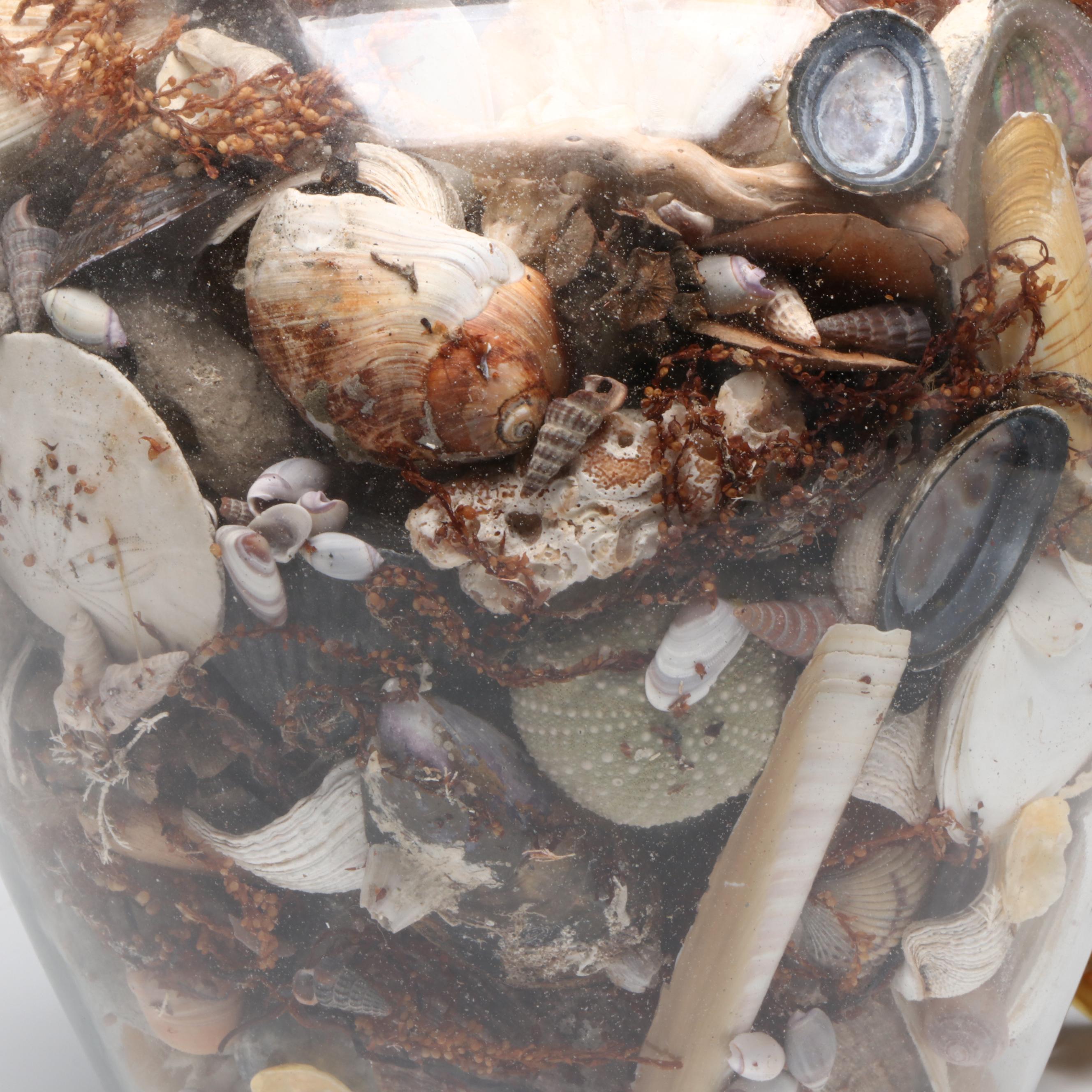 Abalone Shell, Black Coral, Fossil Coral, Clam Shells, Barnacles & Seaweed Lamp