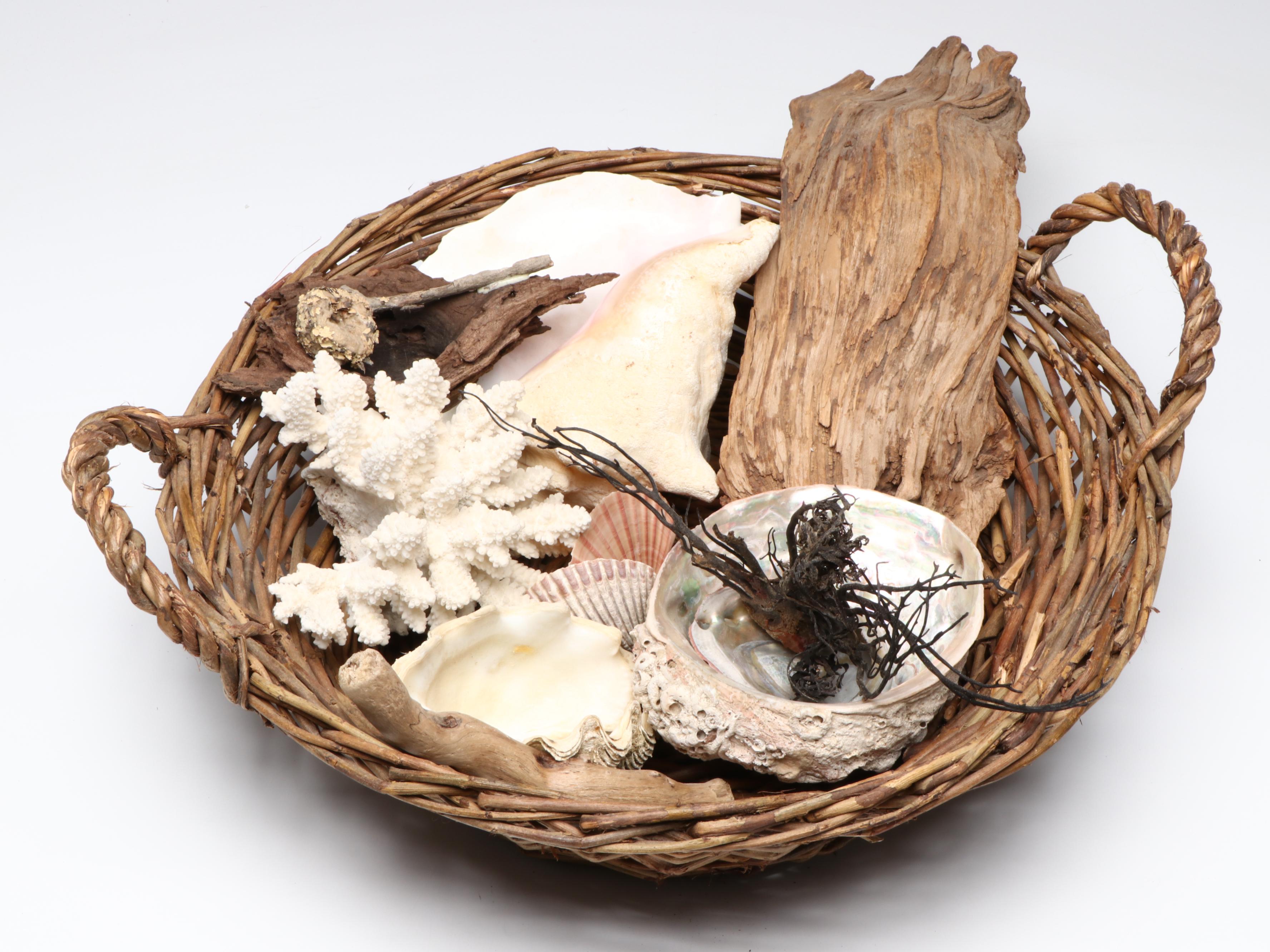 Abalone Shell, Black Coral, Fossil Coral, Clam Shells, Barnacles & Seaweed Lamp