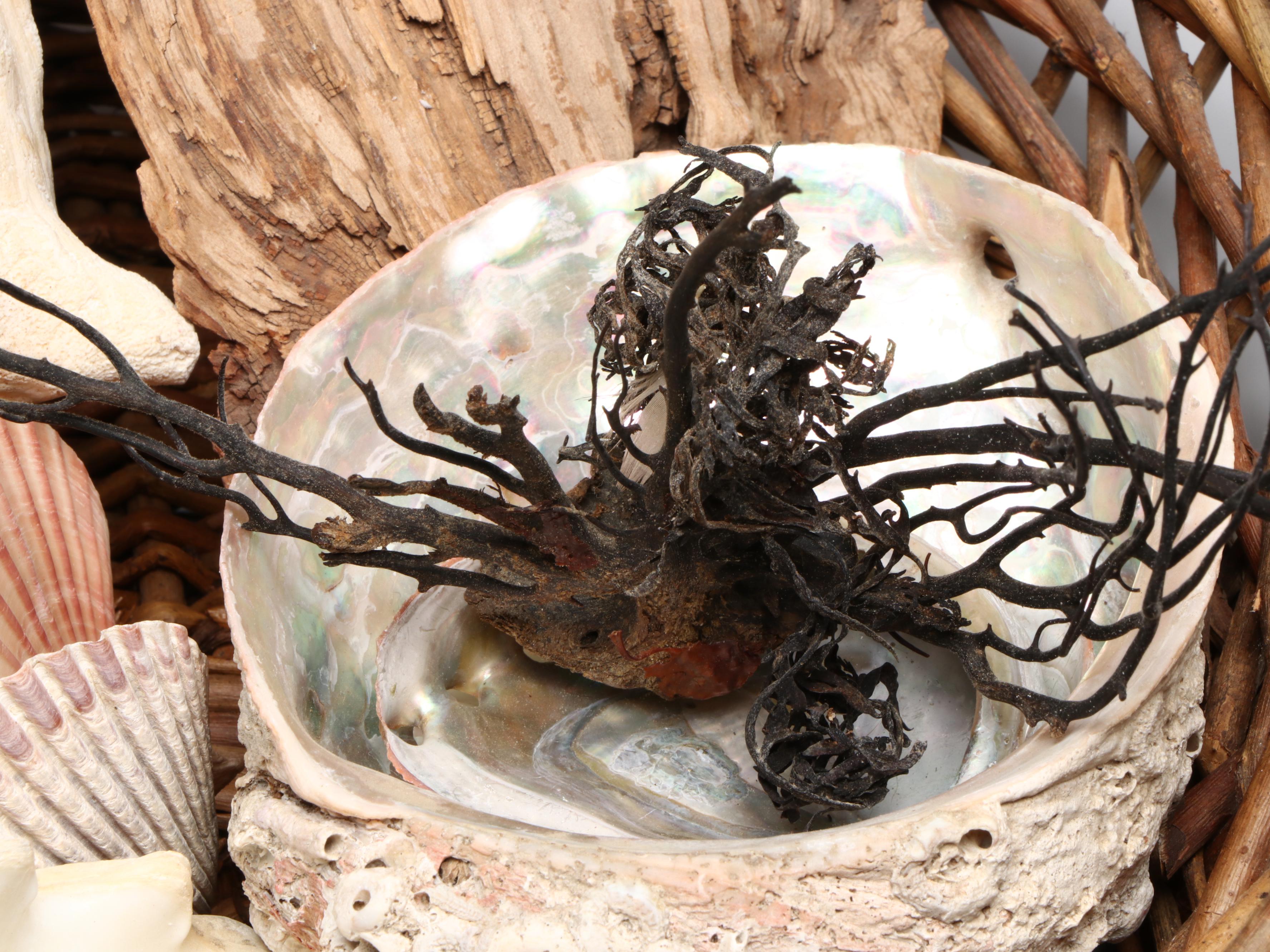 Abalone Shell, Black Coral, Fossil Coral, Clam Shells, Barnacles & Seaweed Lamp