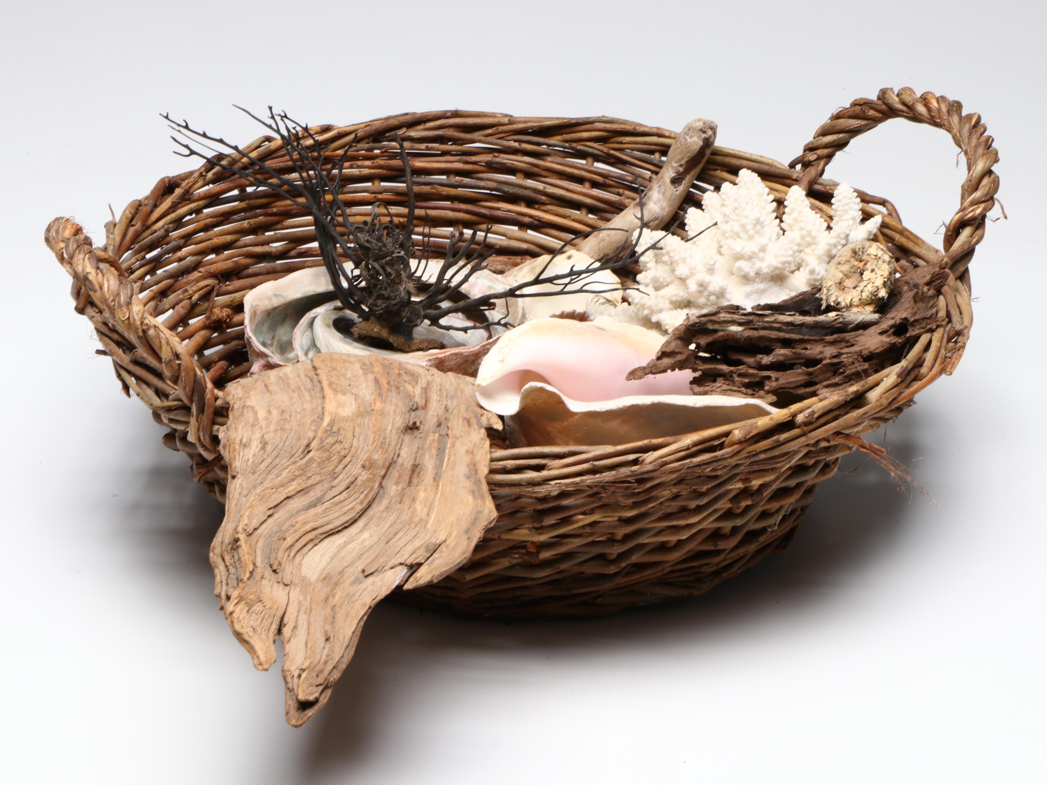 Abalone Shell, Black Coral, Fossil Coral, Clam Shells, Barnacles & Seaweed Lamp