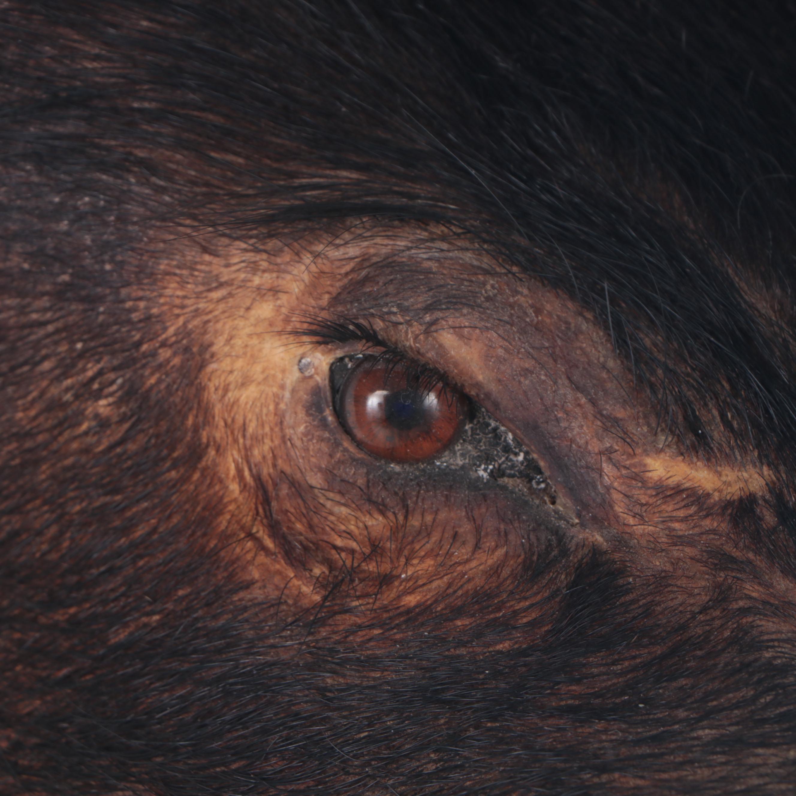 Taxidermy Wild Boar Head Mount