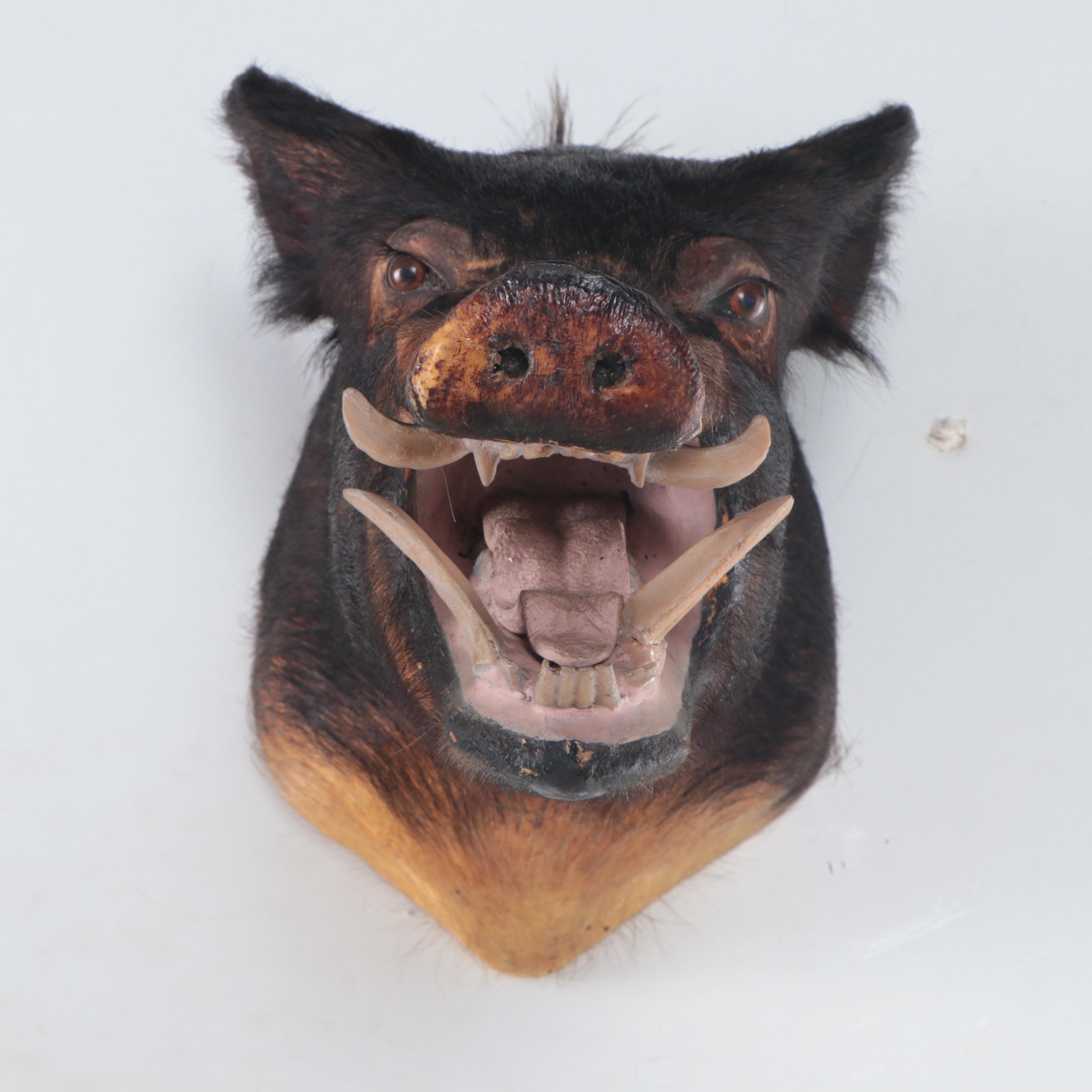 Taxidermy Wild Boar Head Mount