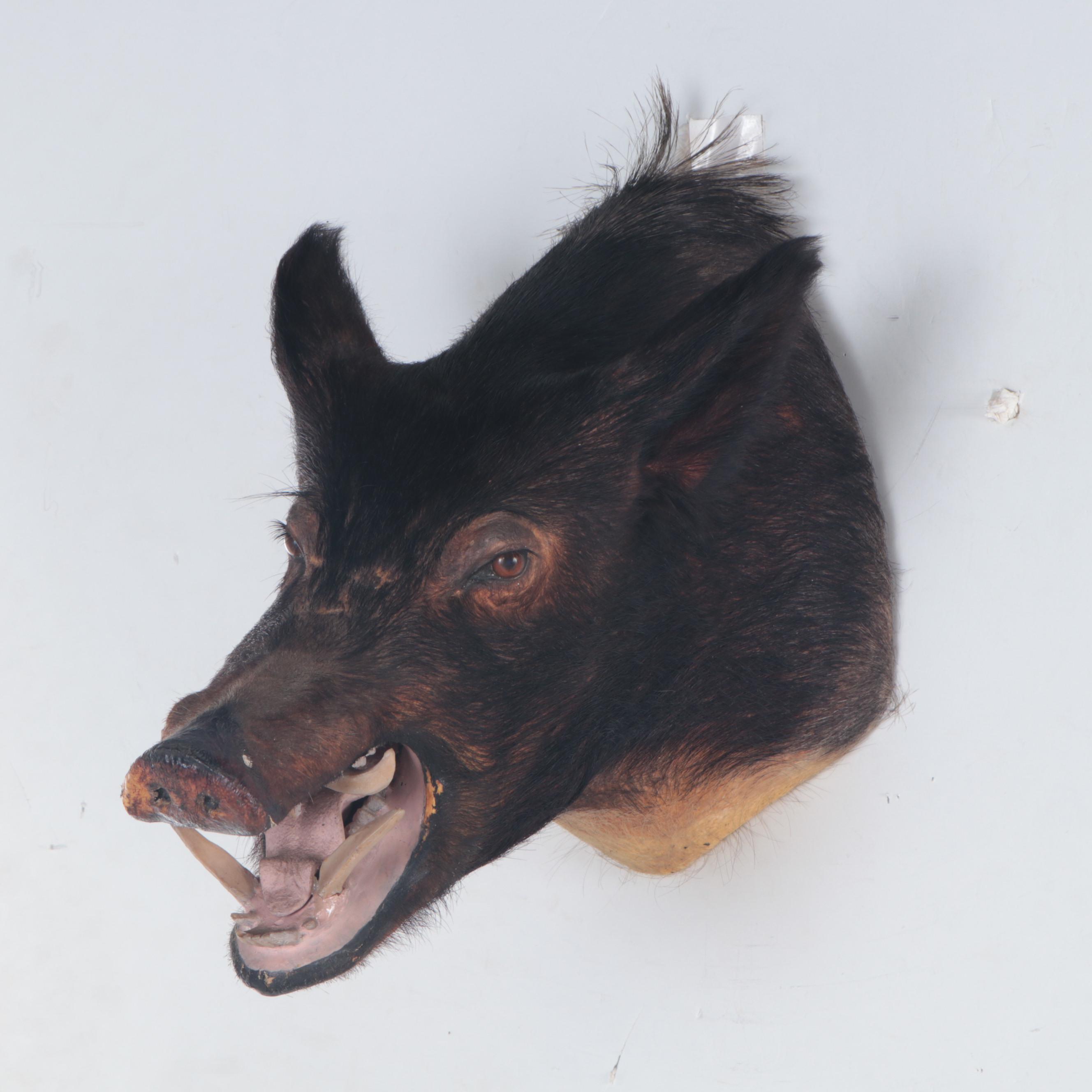 Taxidermy Wild Boar Head Mount