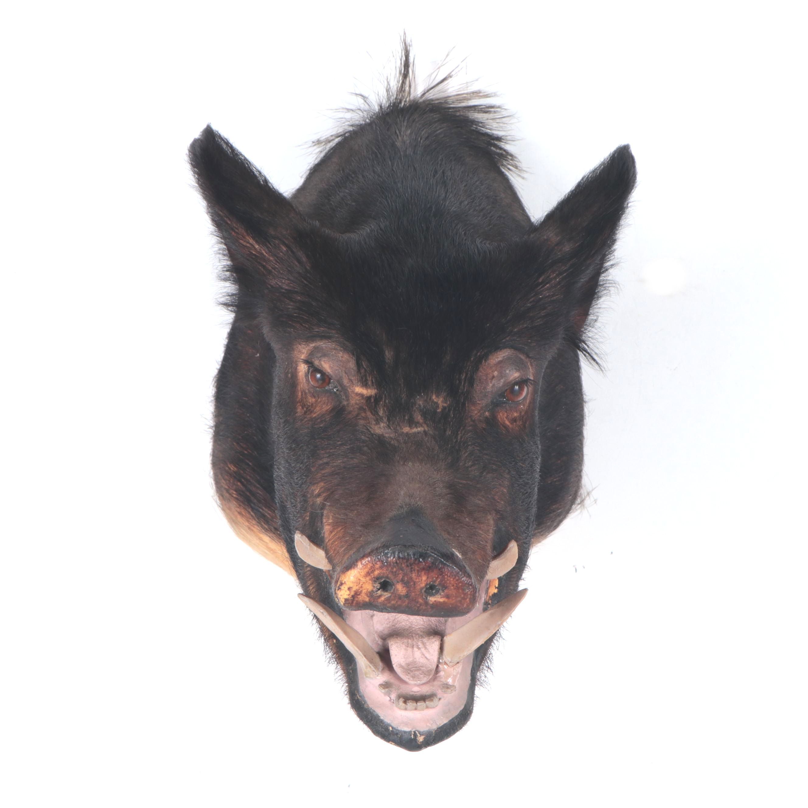 Taxidermy Wild Boar Head Mount