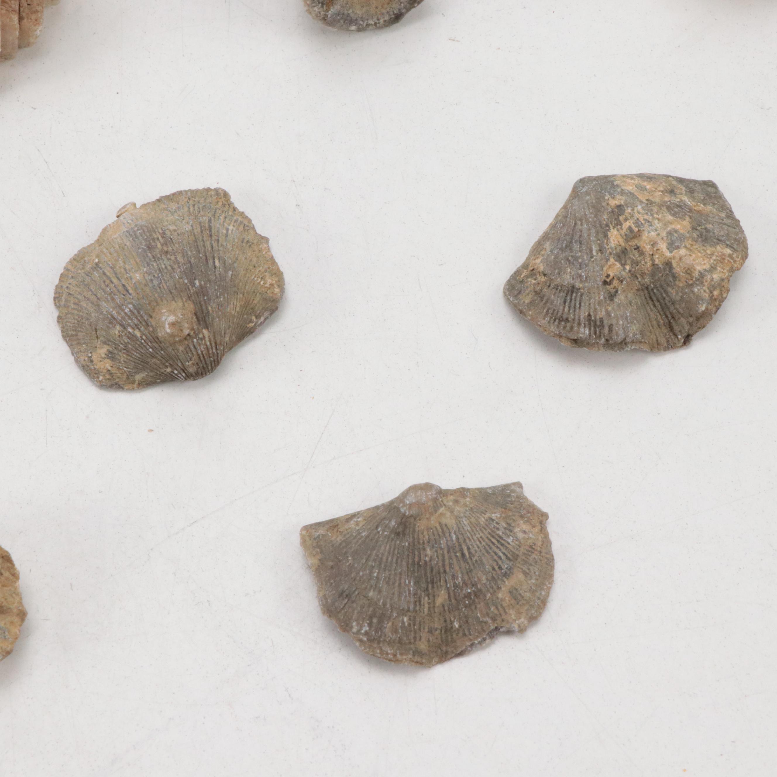 Marine Fossils, Crinoid Stems with Agatized and Opalized Petrified Wood