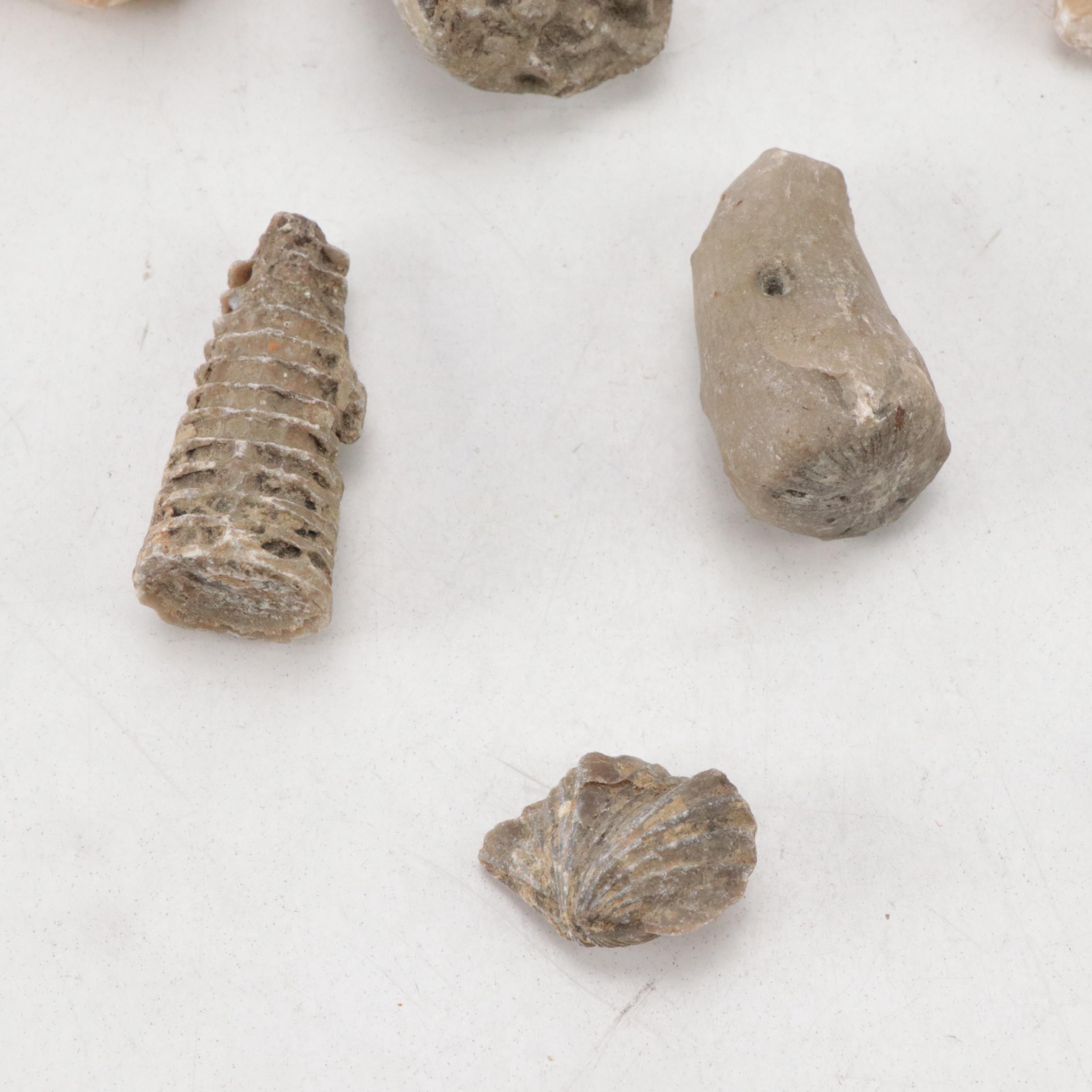 Marine Fossils, Crinoid Stems with Agatized and Opalized Petrified Wood