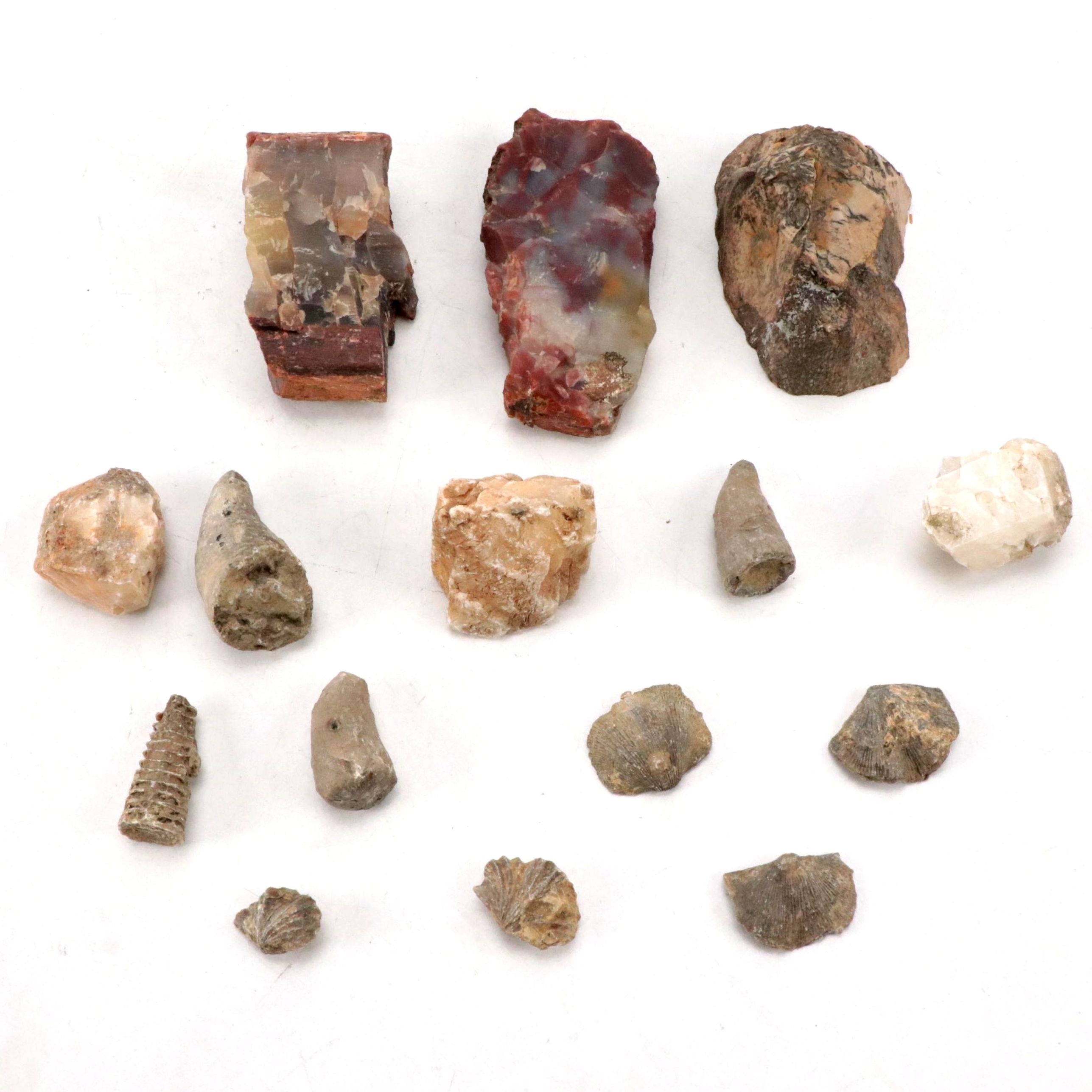 Marine Fossils, Crinoid Stems with Agatized and Opalized Petrified Wood