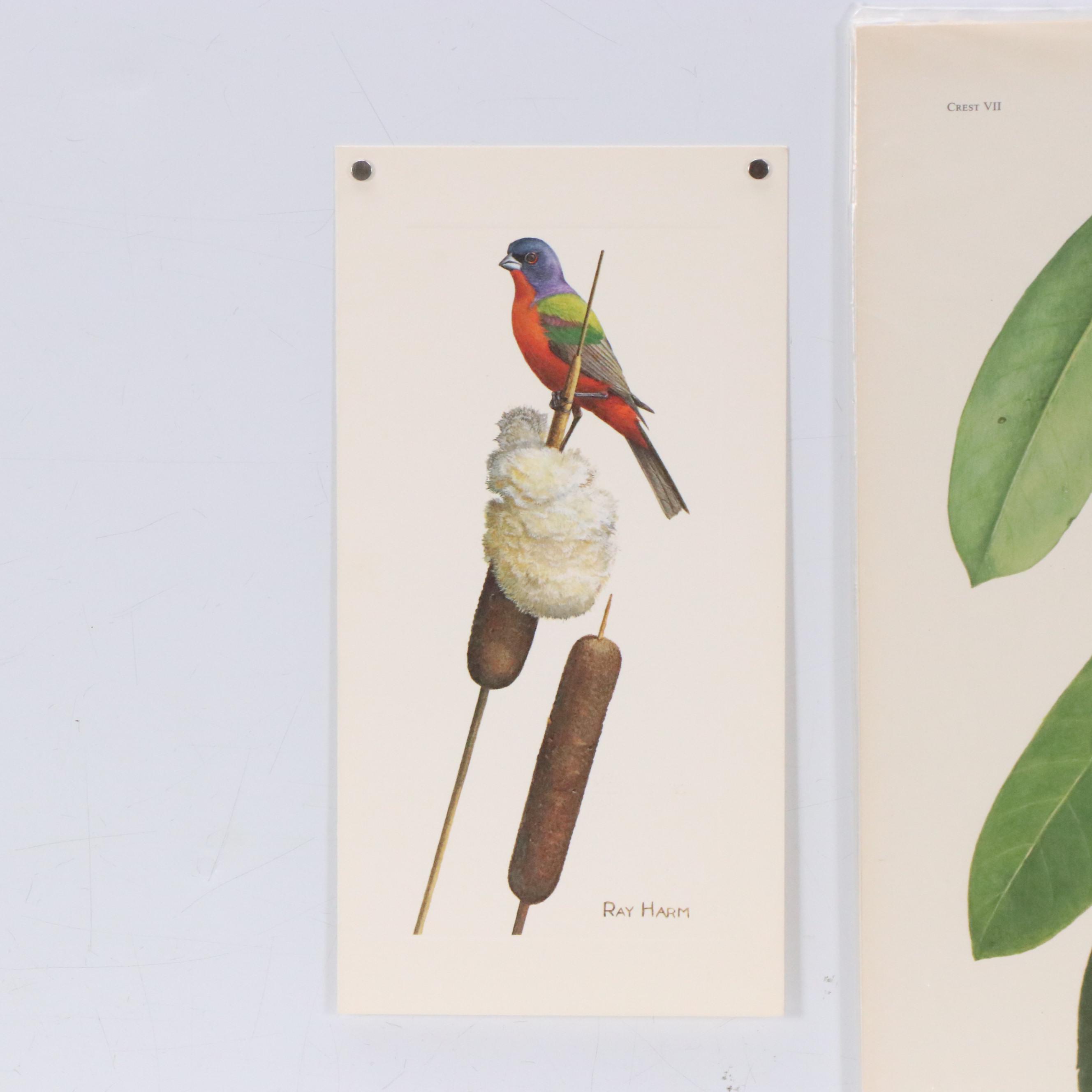 Ray Harm Ornithological Offset Lithographs, Circa 1975