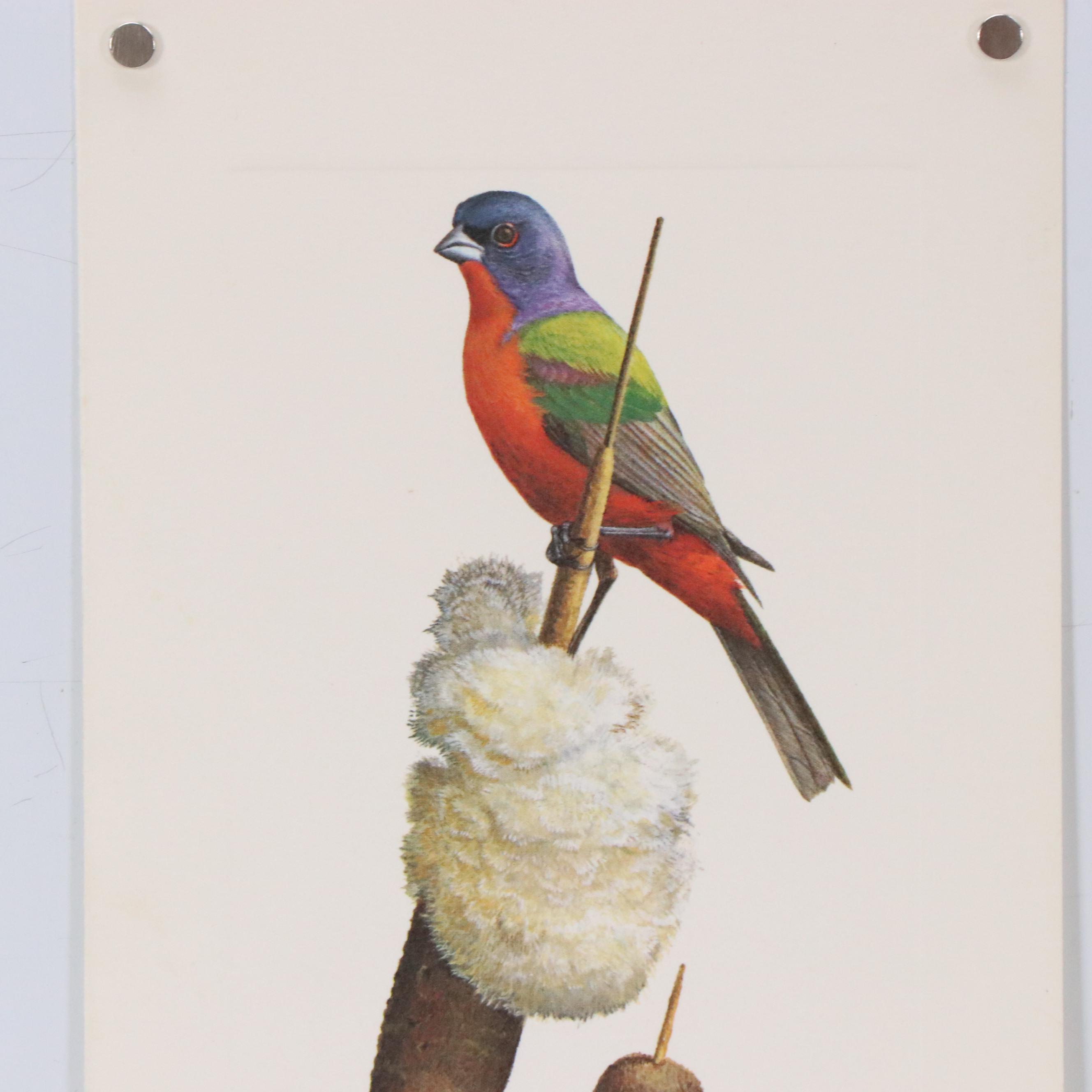 Ray Harm Ornithological Offset Lithographs, Circa 1975