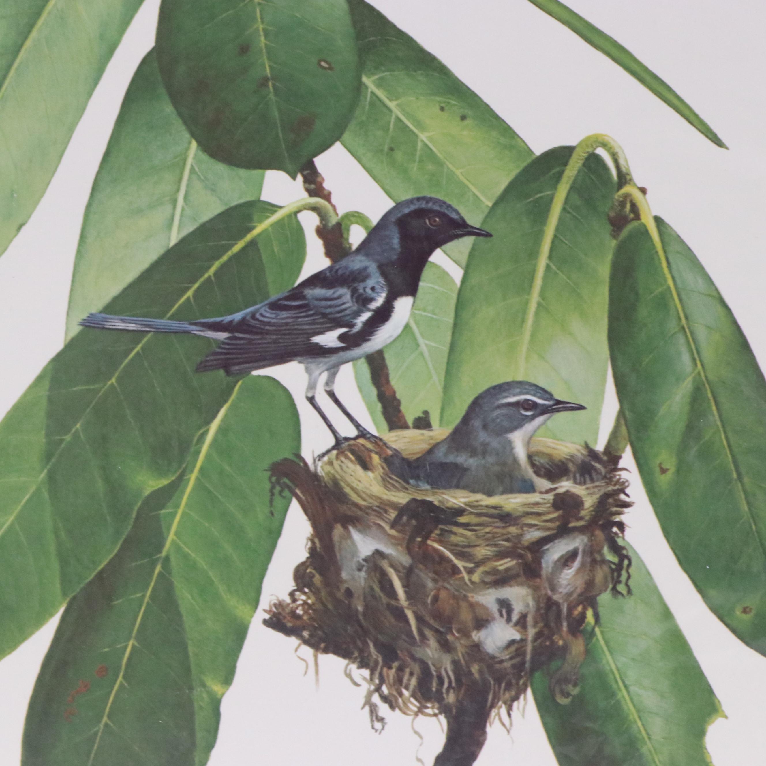 Ray Harm Ornithological Offset Lithographs, Circa 1975
