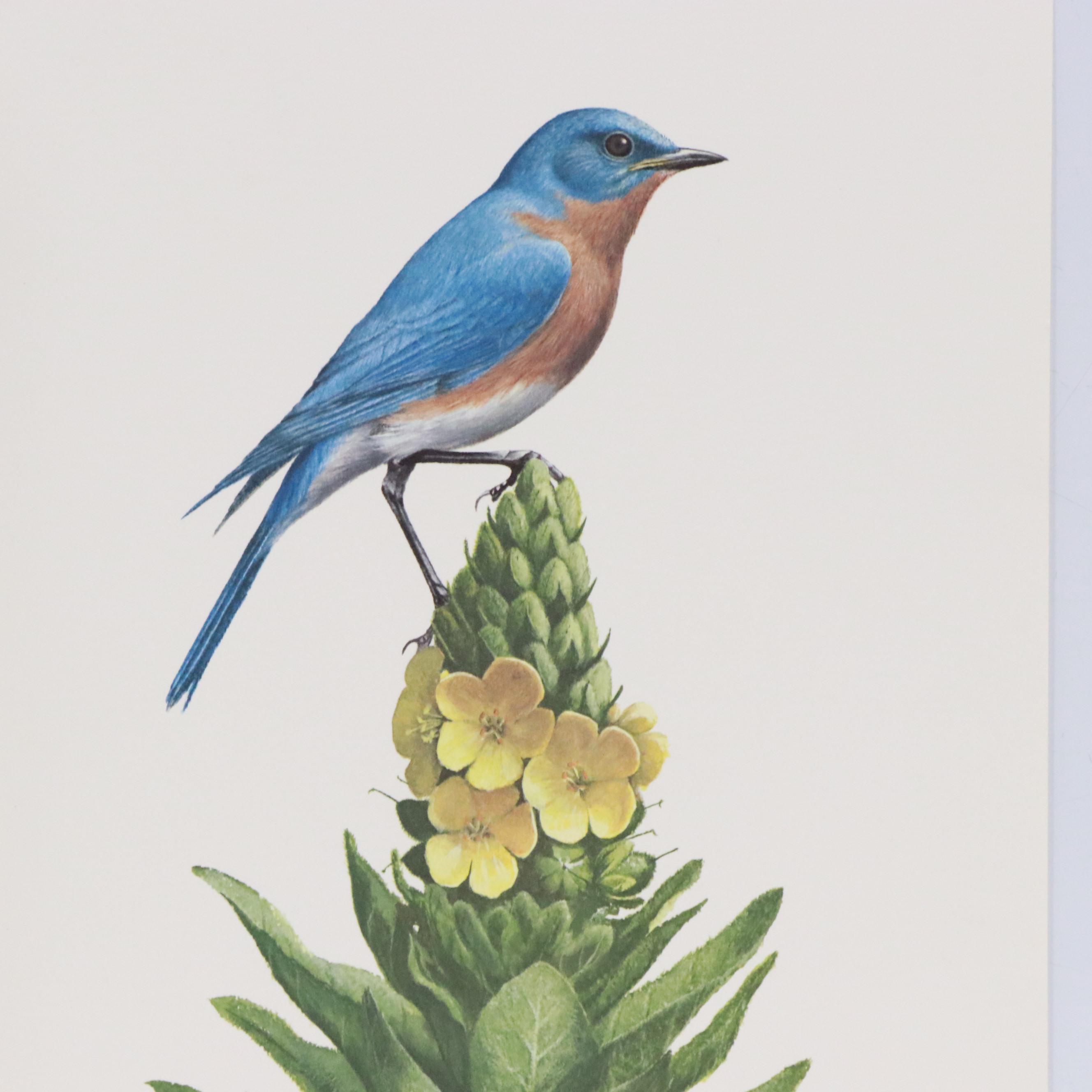 Ray Harm Ornithological Offset Lithographs, Circa 1975