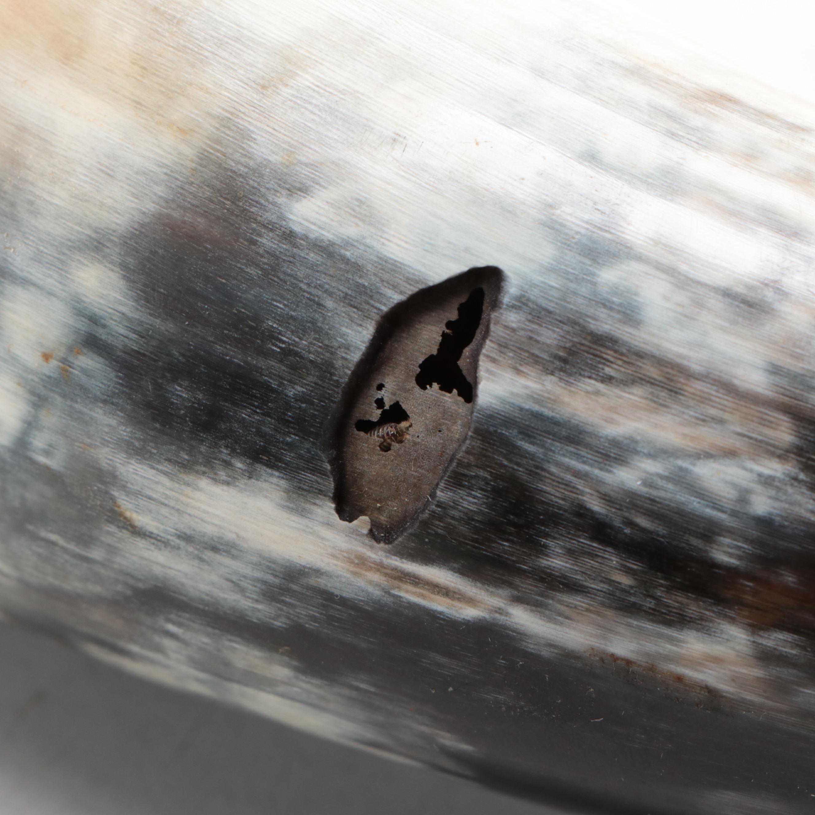 Powder Horn with Finished Wood Lid and Stopper