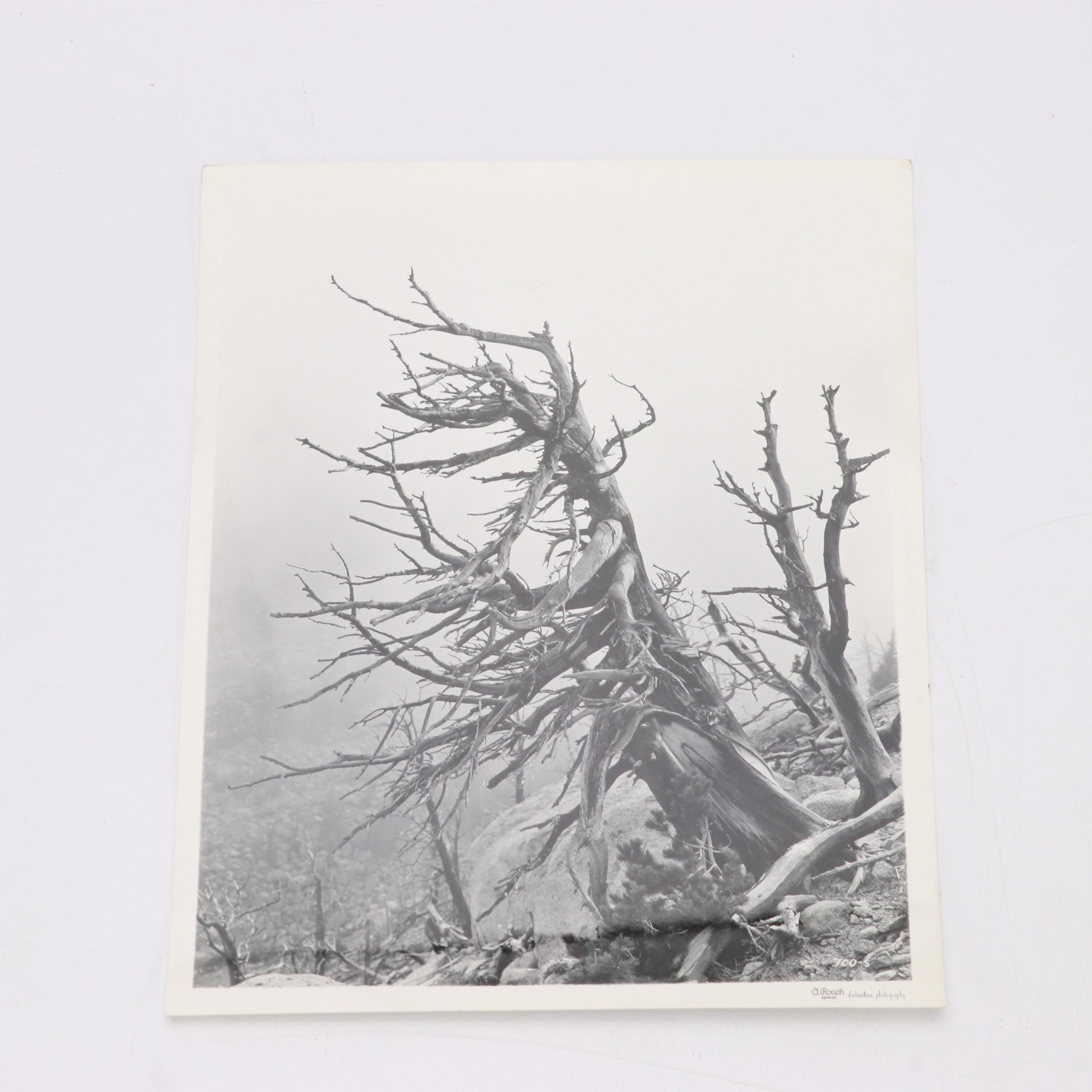 Otto Roach Silver Gelatin Photographs of Colorado