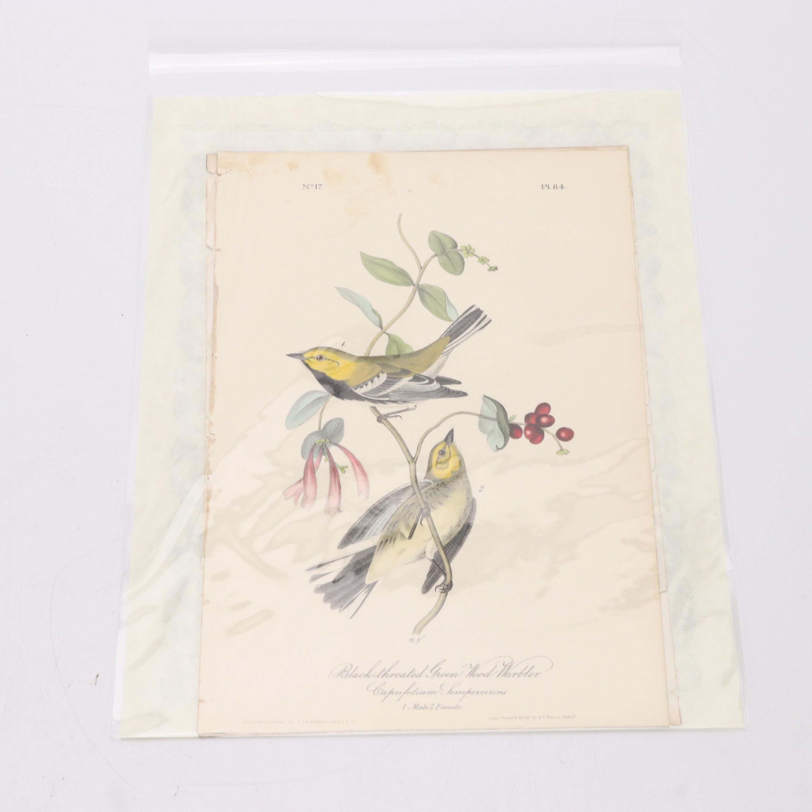John James Audubon Hand-Colored Lithographs "The Birds of America"