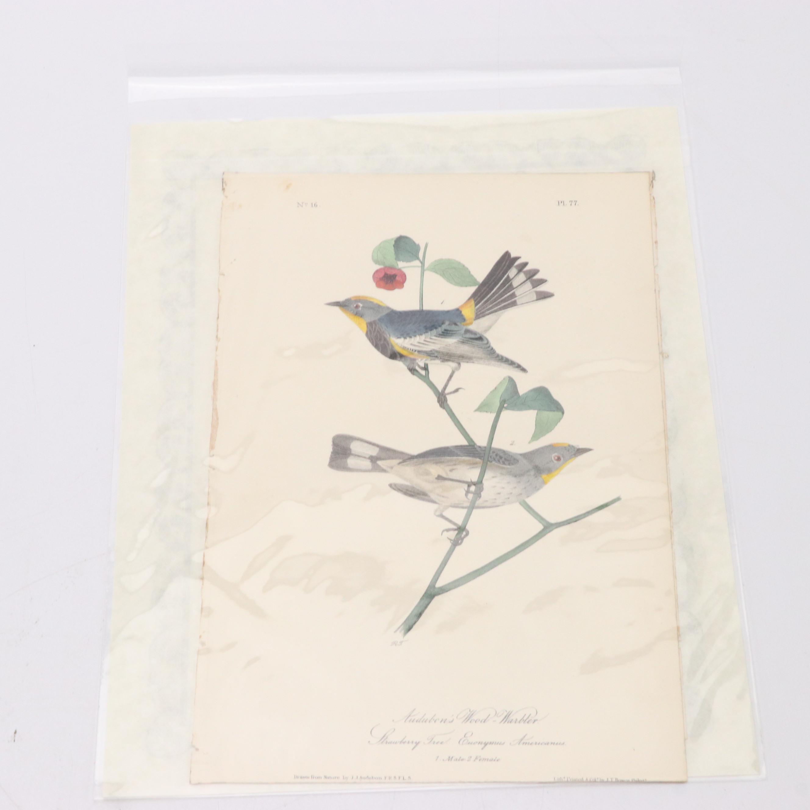 John James Audubon Hand-Colored Lithographs "The Birds of America"