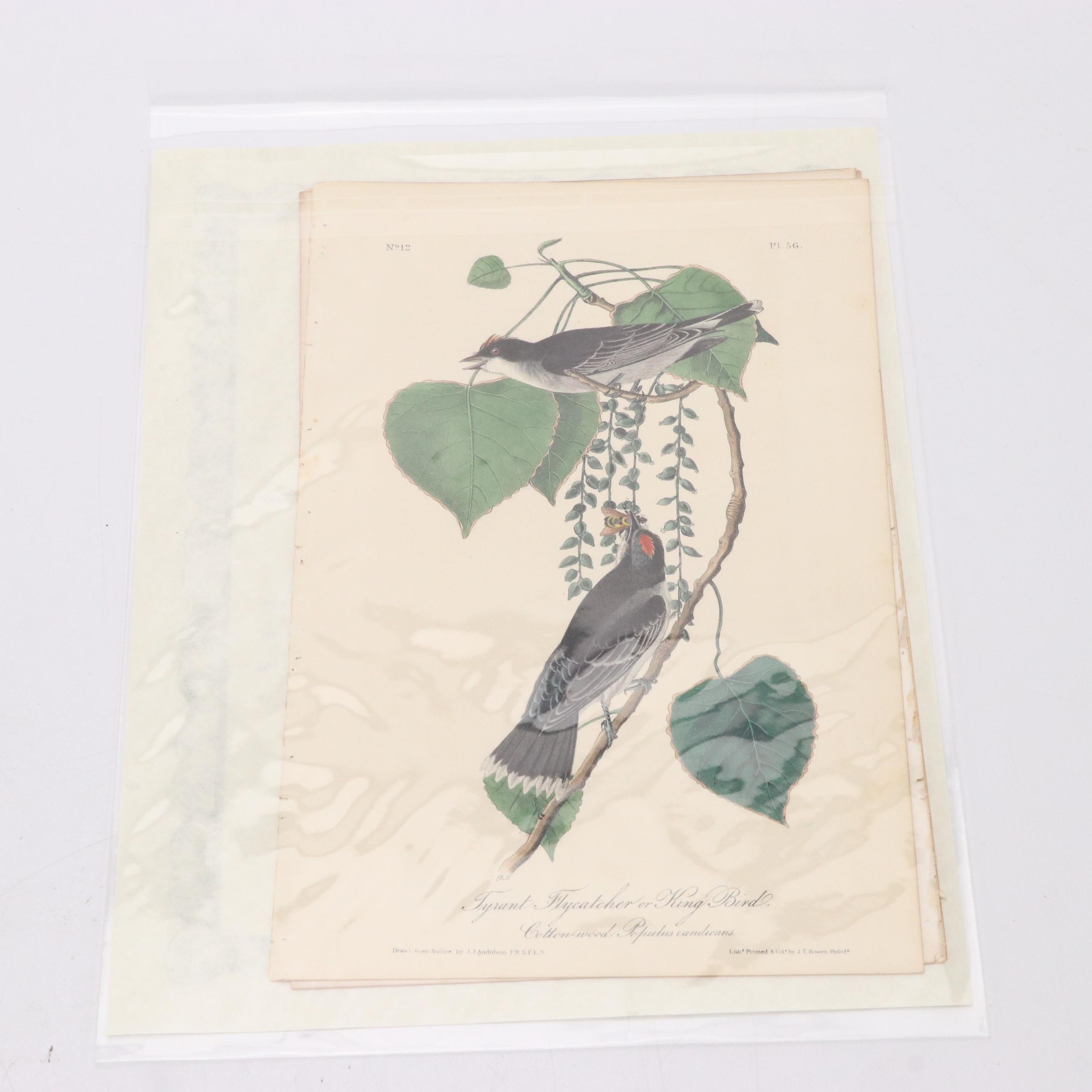 John James Audubon Hand-Colored Lithographs "The Birds of America"
