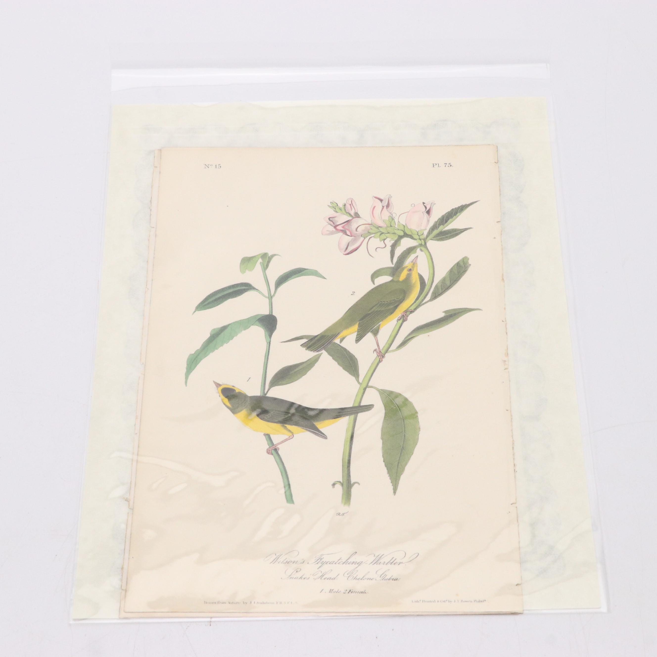 John James Audubon Hand-Colored Lithographs "The Birds of America"