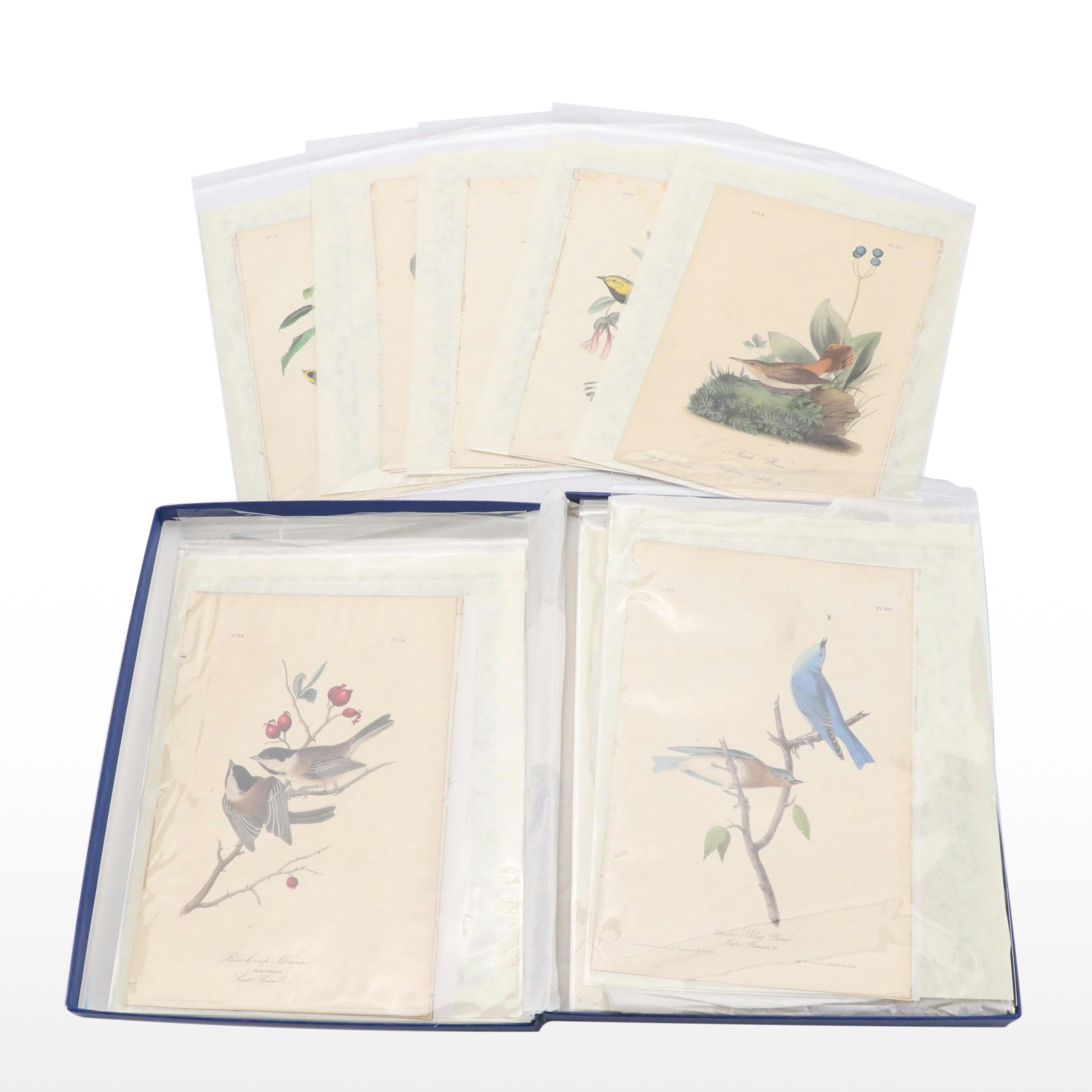 John James Audubon Hand-Colored Lithographs "The Birds of America"