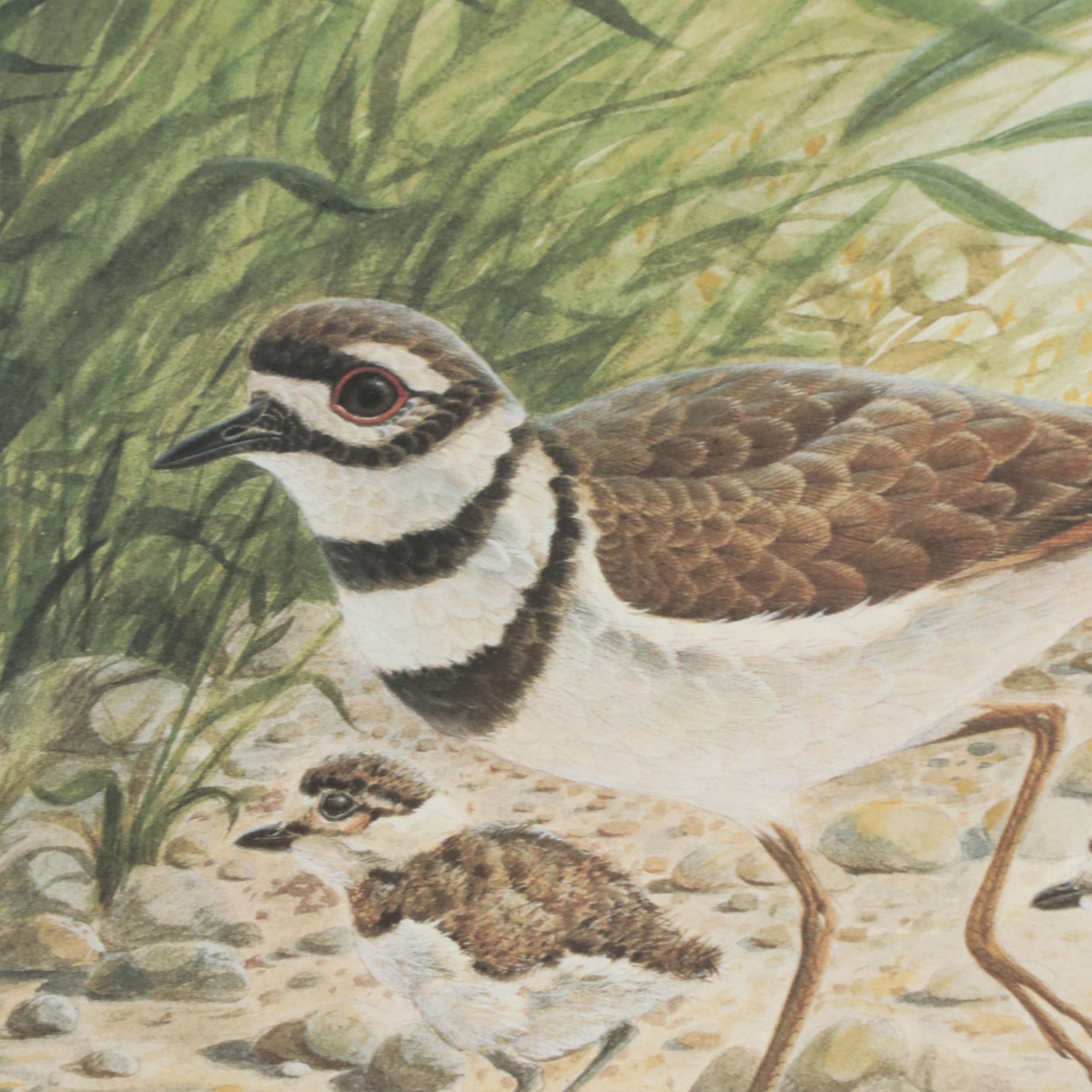 John A. Ruthven Offset Lithograph "Killdeer," Circa 1989