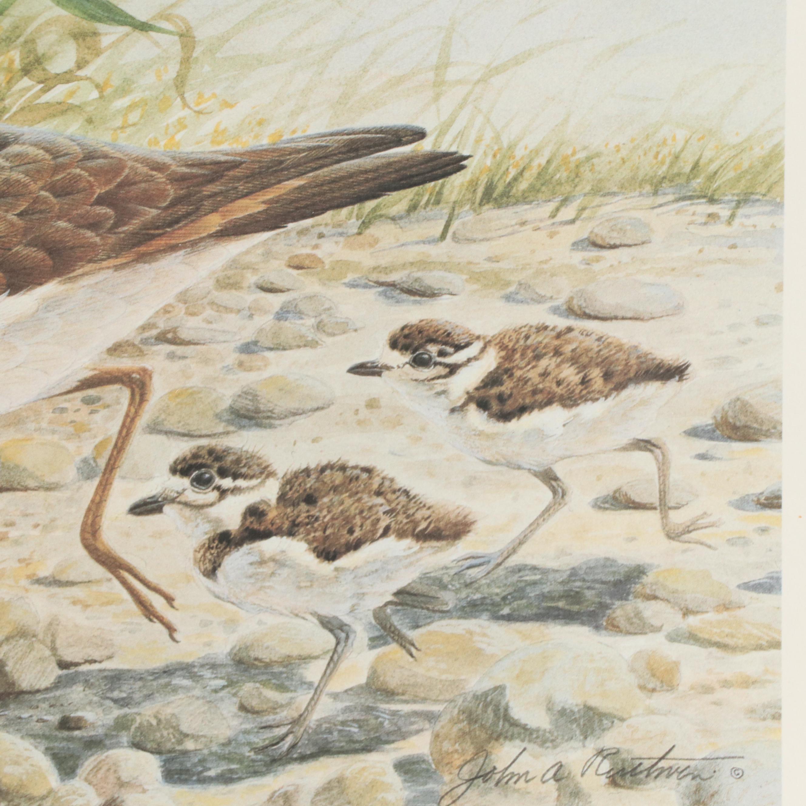 John A. Ruthven Offset Lithograph "Killdeer," Circa 1989
