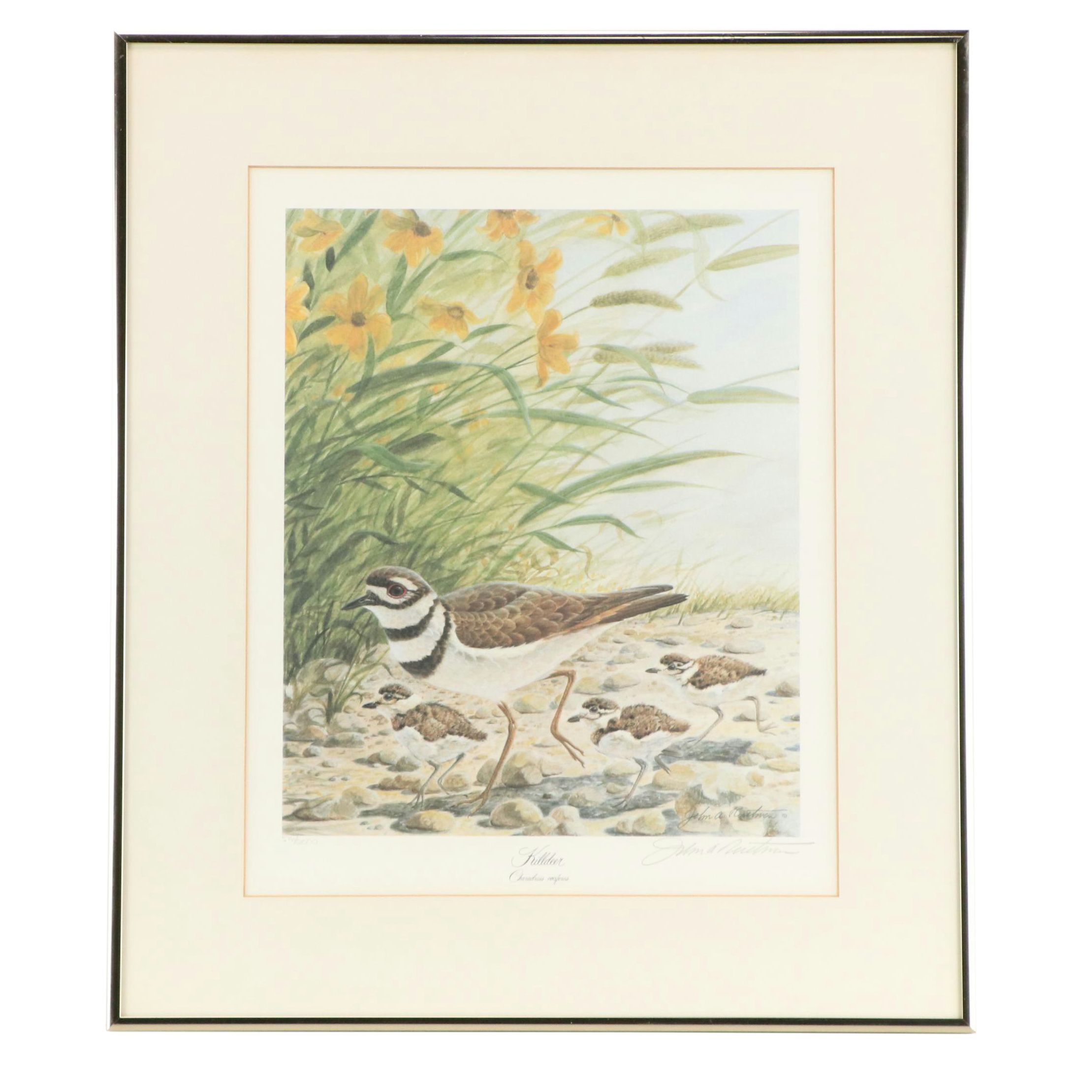 John A. Ruthven Offset Lithograph "Killdeer," Circa 1989