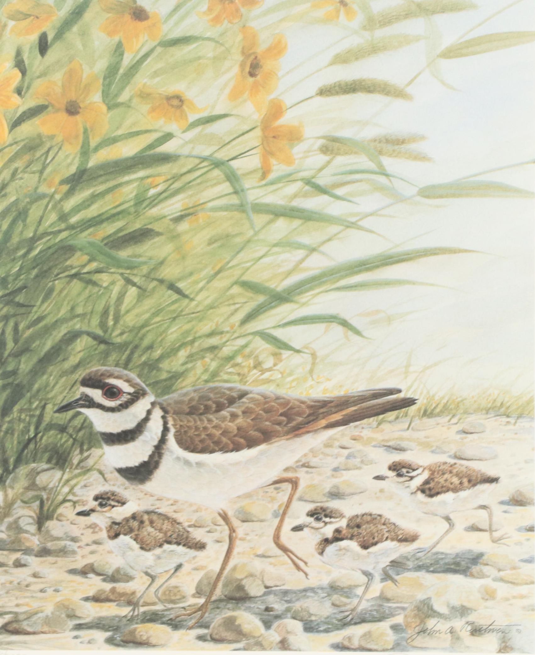 John A. Ruthven Offset Lithograph "Killdeer," Circa 1989