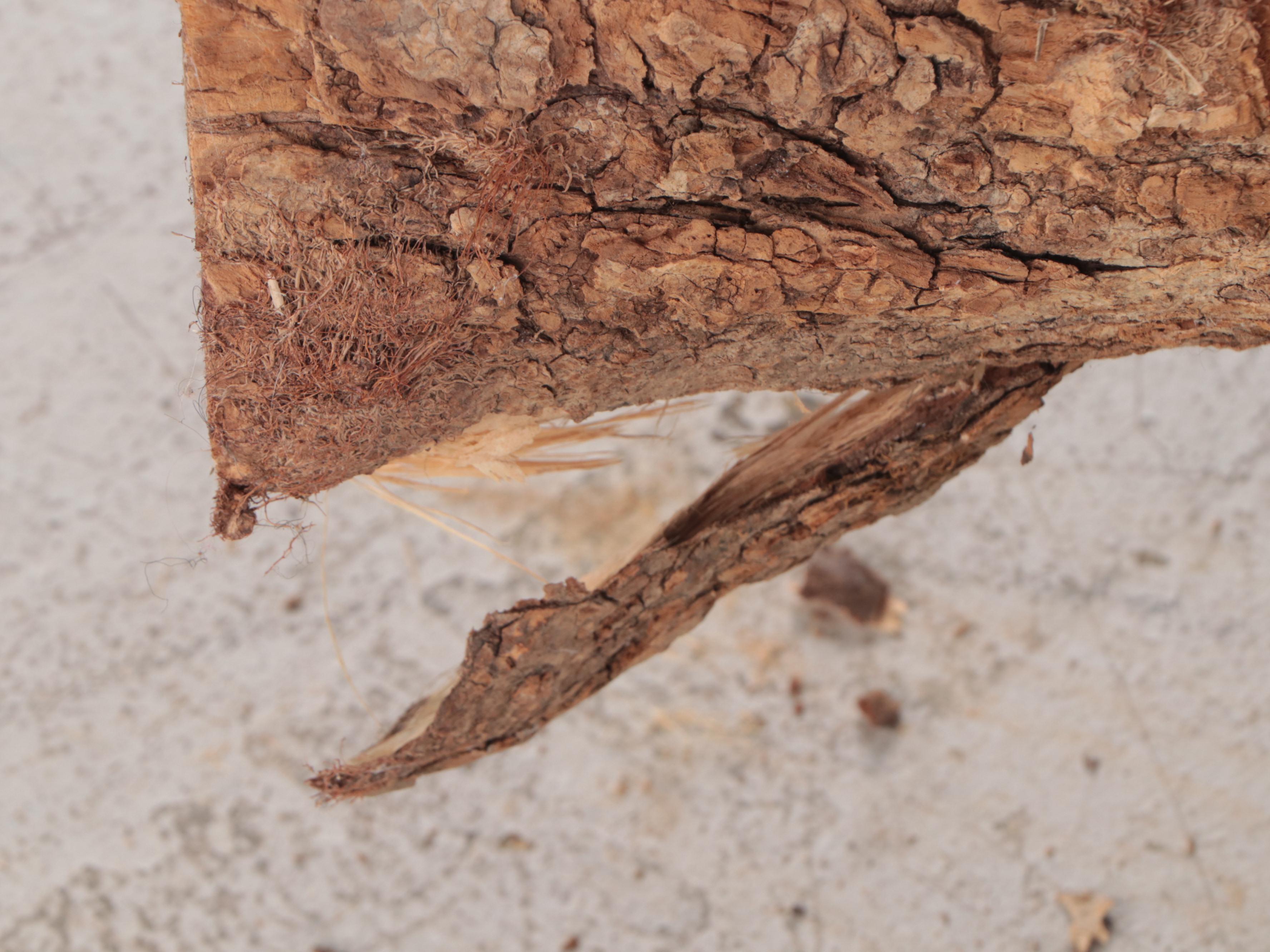 Large Cigar Store Style Wooden Chainsaw Sculpture of Indigenous Chief Figure