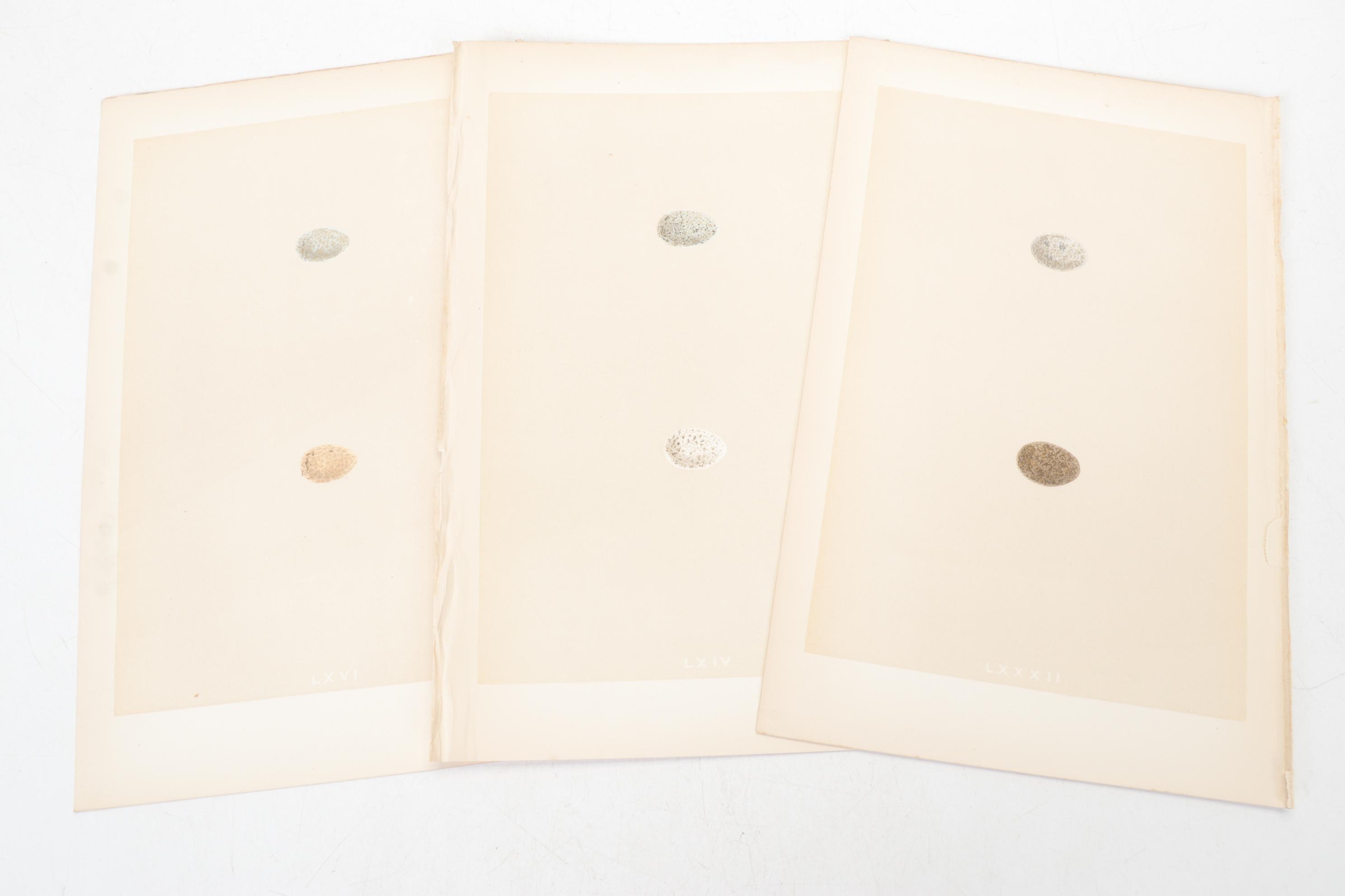 Egg Bookplates from "A Natural History of the Nests & Eggs of British Birds"