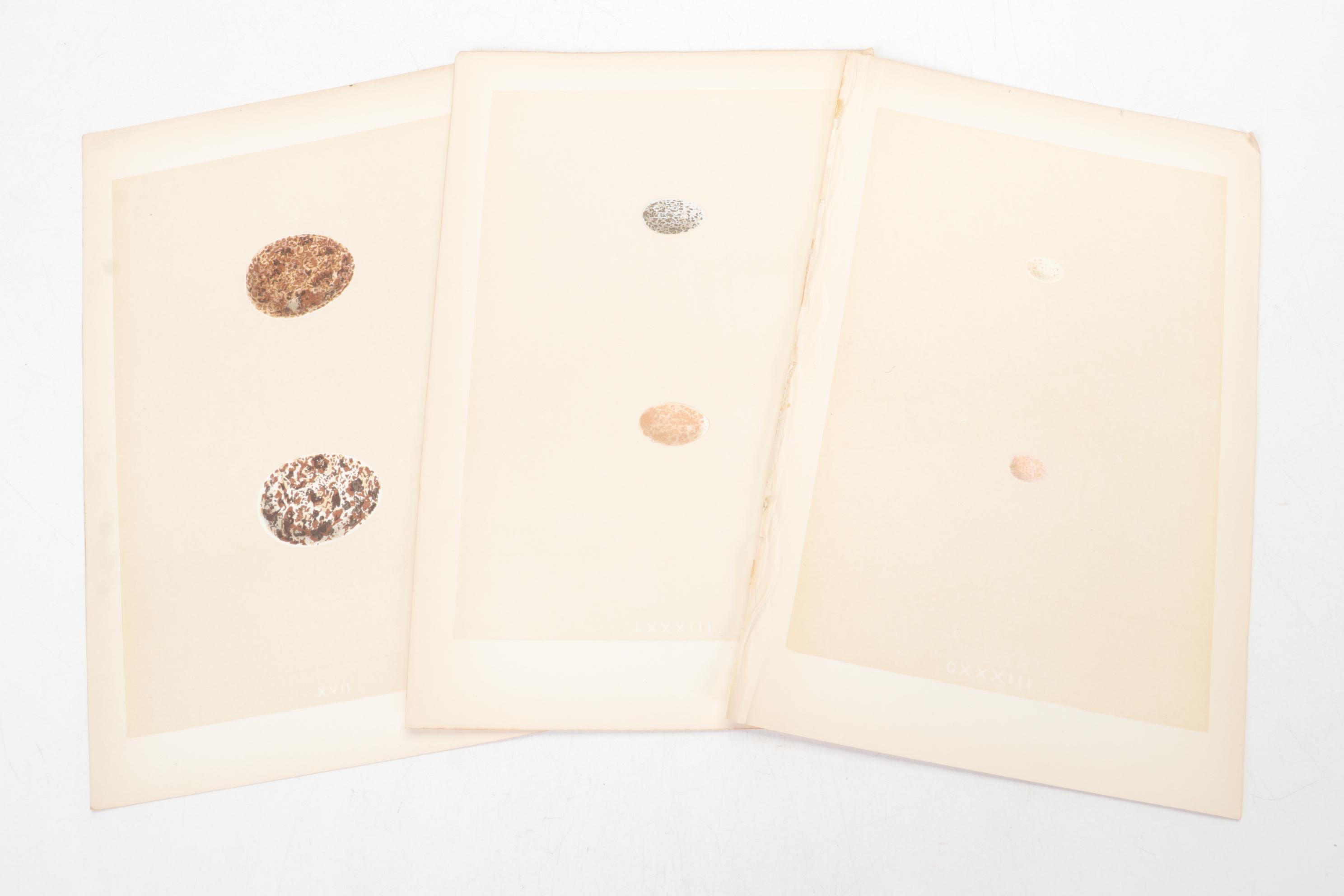 Egg Bookplates from "A Natural History of the Nests & Eggs of British Birds"