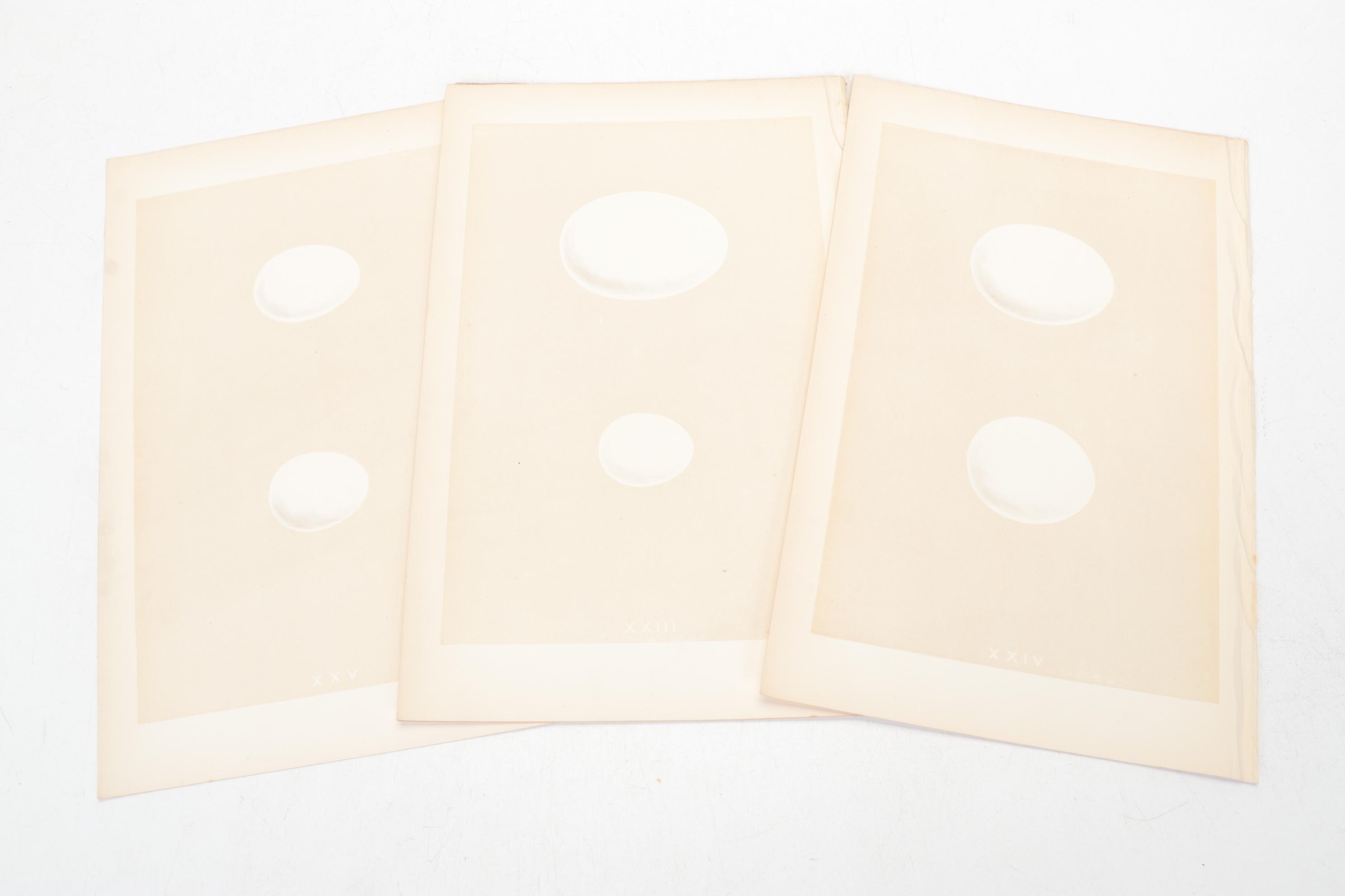 Egg Bookplates from "A Natural History of the Nests & Eggs of British Birds"