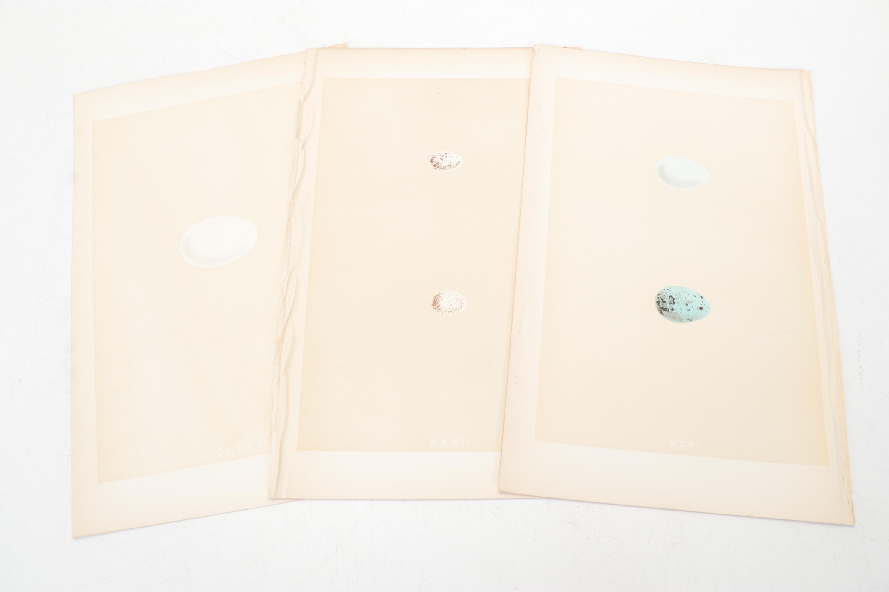 Egg Bookplates from "A Natural History of the Nests & Eggs of British Birds"