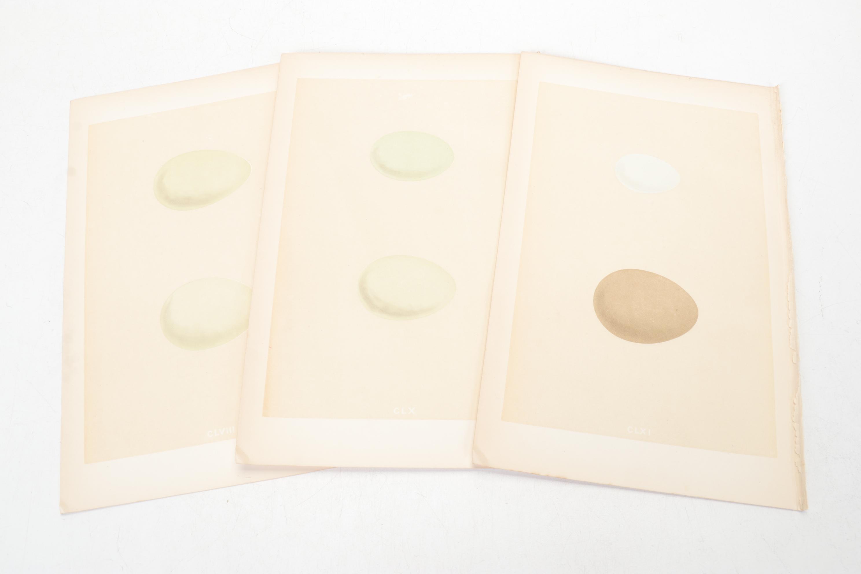 Egg Bookplates from "A Natural History of the Nests & Eggs of British Birds"