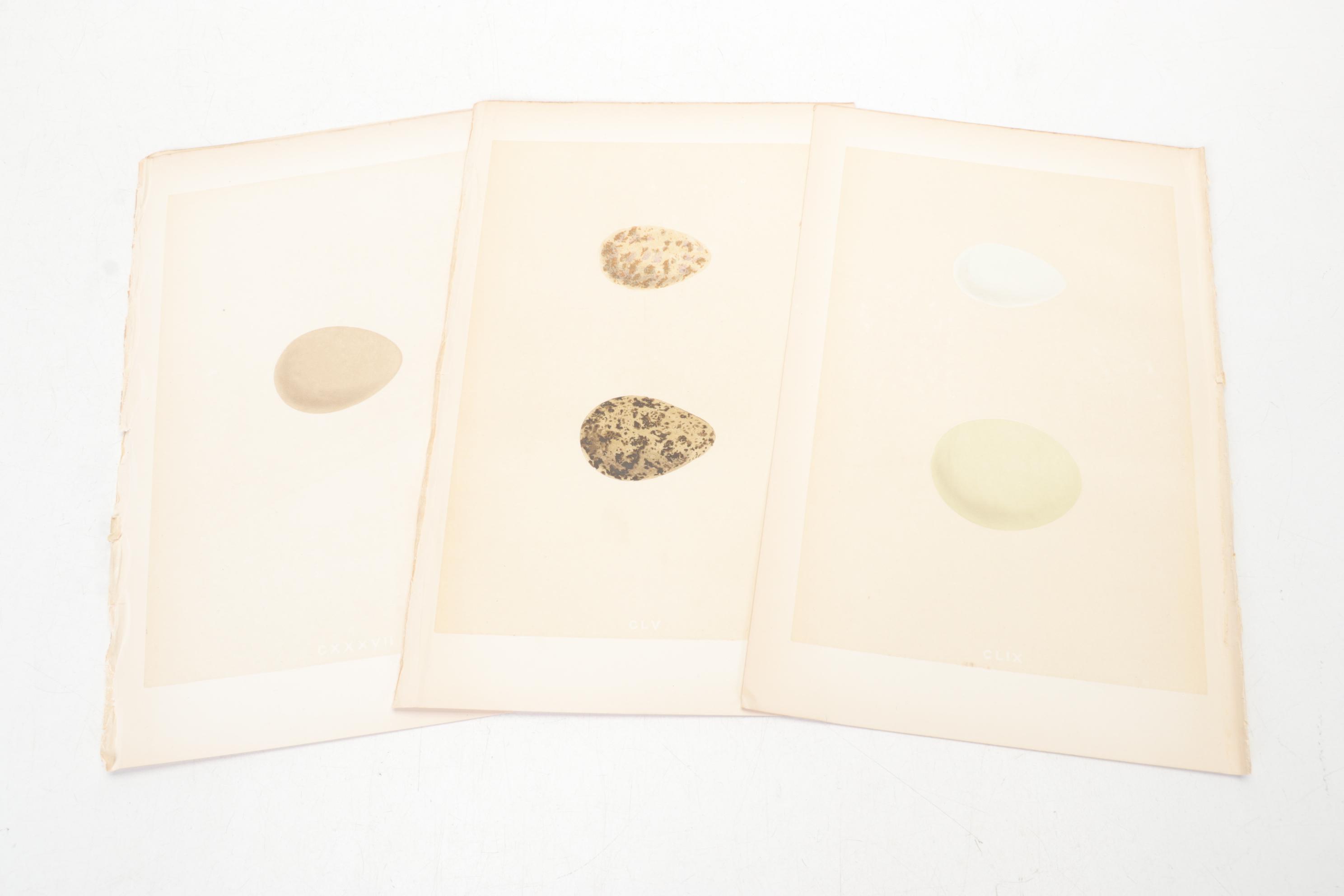 Egg Bookplates from "A Natural History of the Nests & Eggs of British Birds"