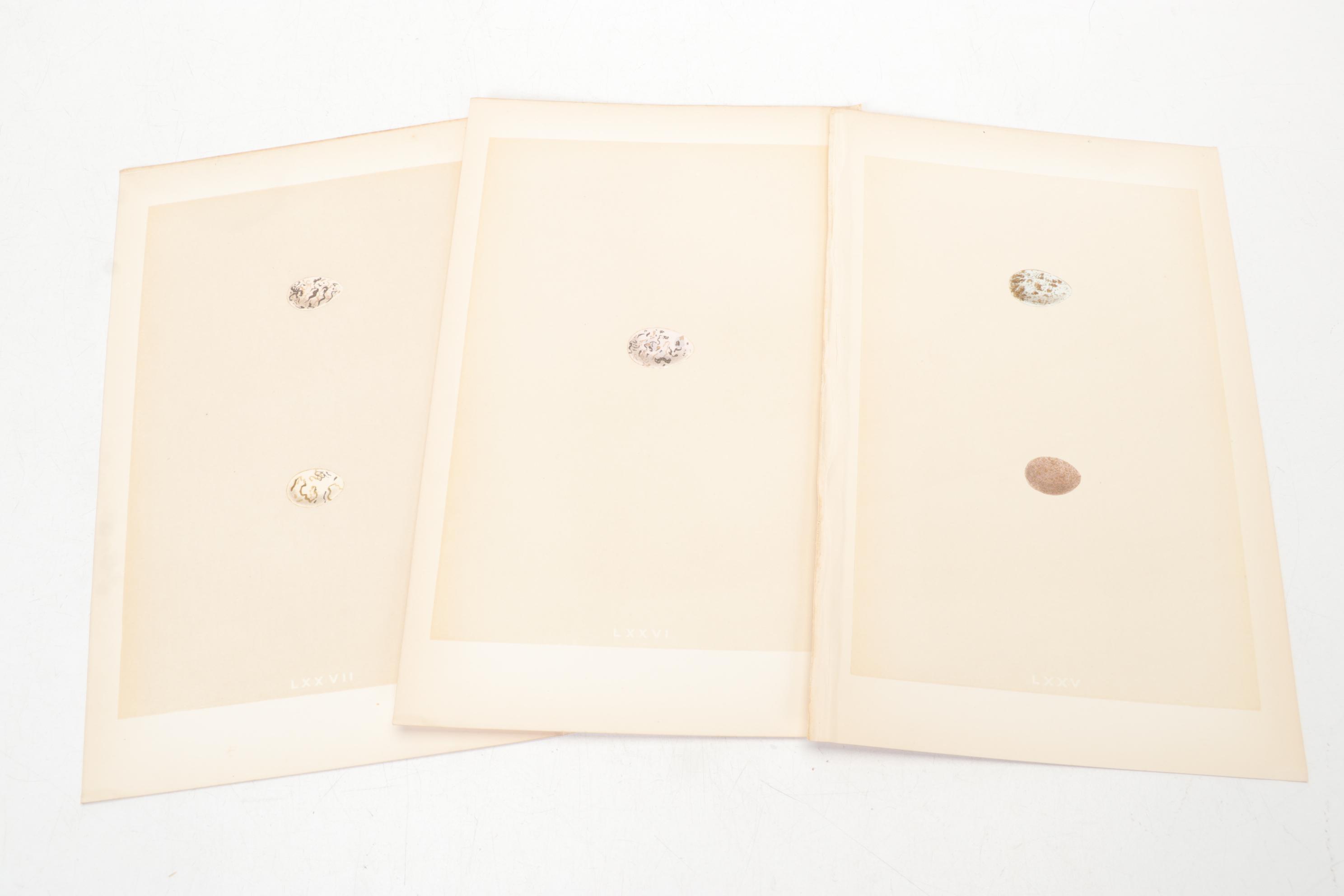 Egg Bookplates from "A Natural History of the Nests & Eggs of British Birds"