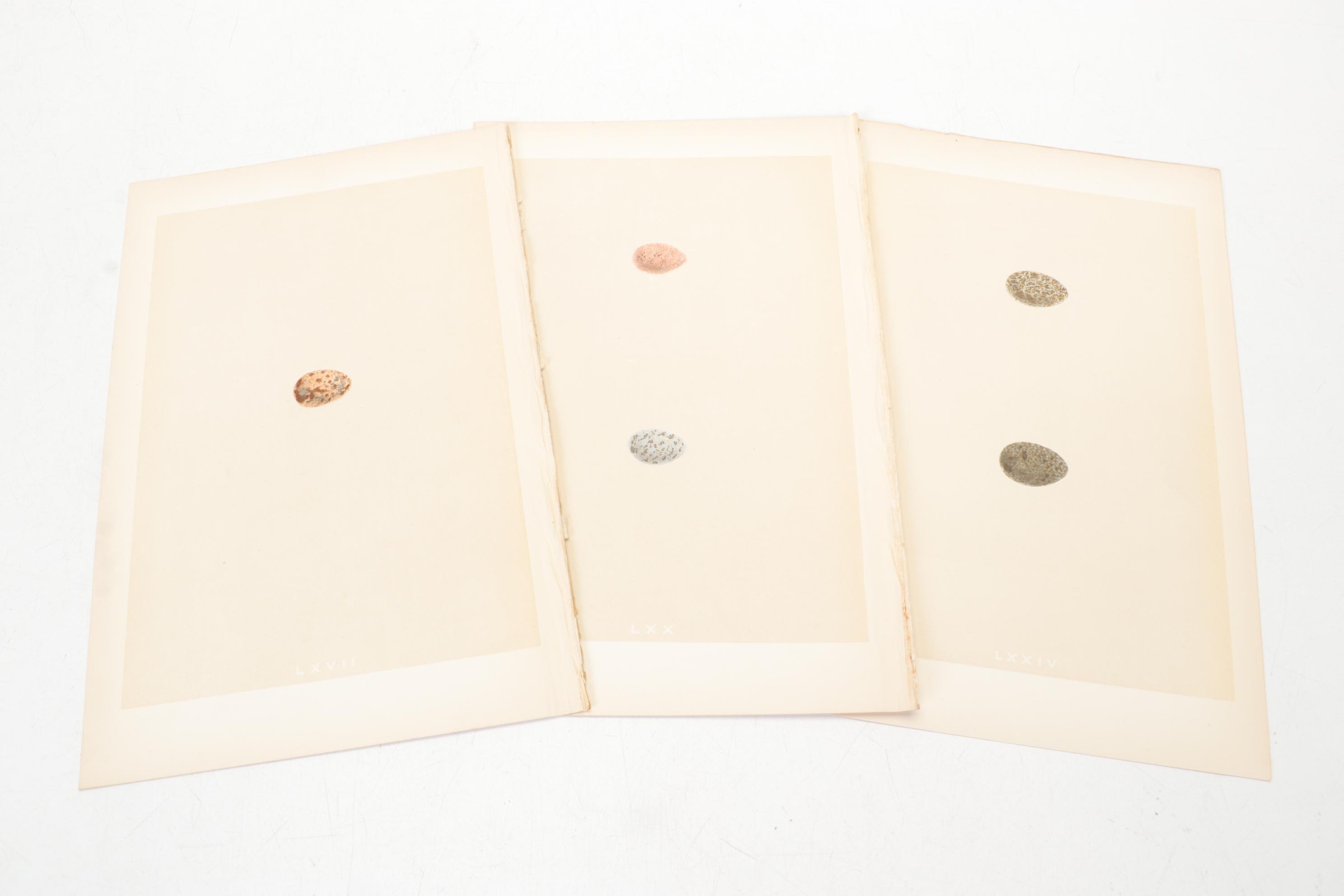 Egg Bookplates from "A Natural History of the Nests & Eggs of British Birds"