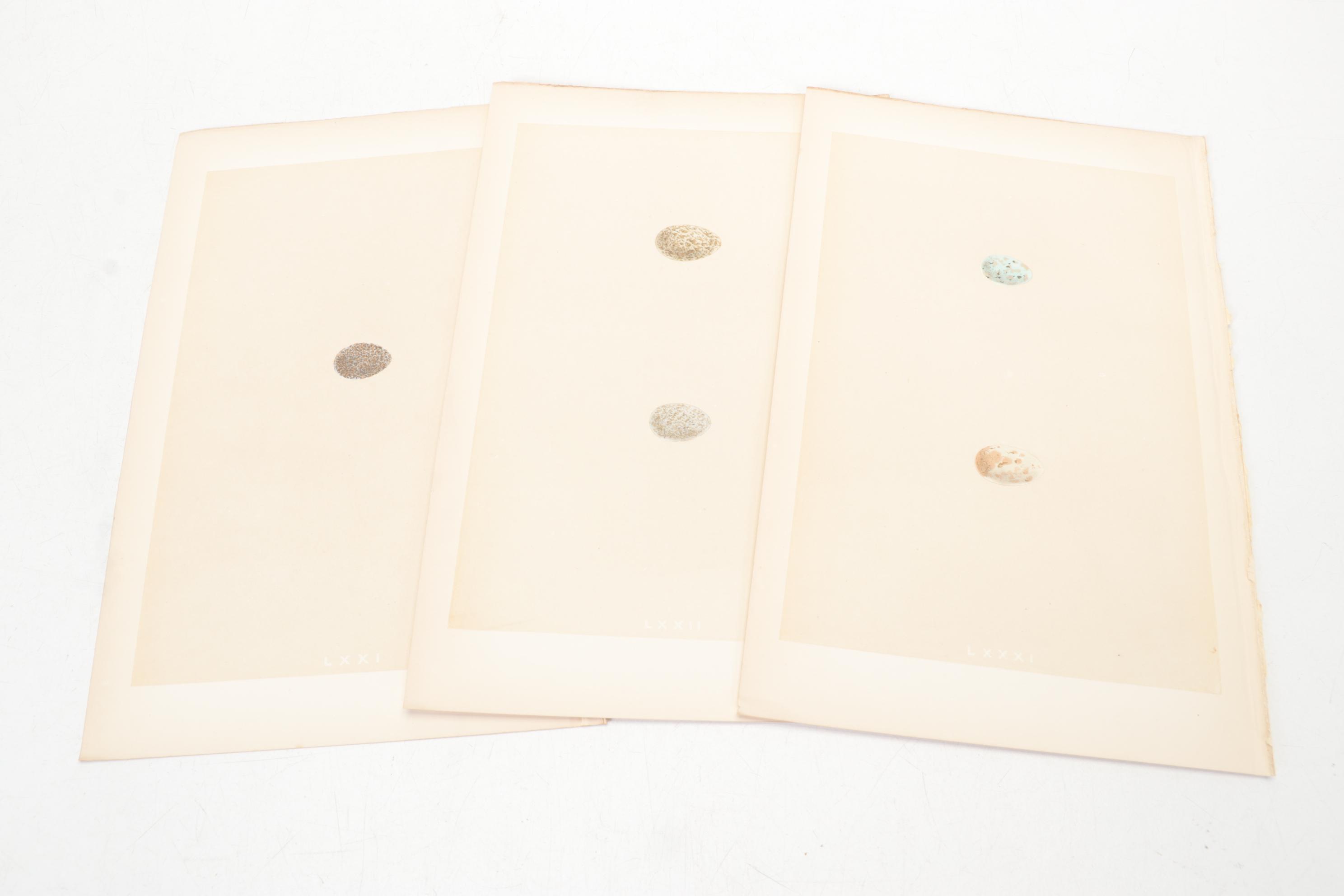 Egg Bookplates from "A Natural History of the Nests & Eggs of British Birds"