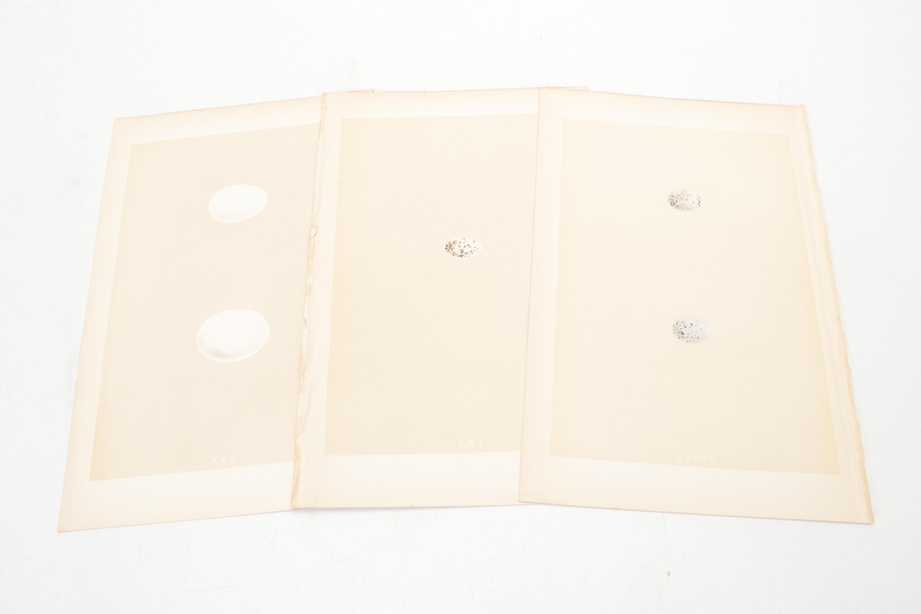 Egg Bookplates from "A Natural History of the Nests & Eggs of British Birds"