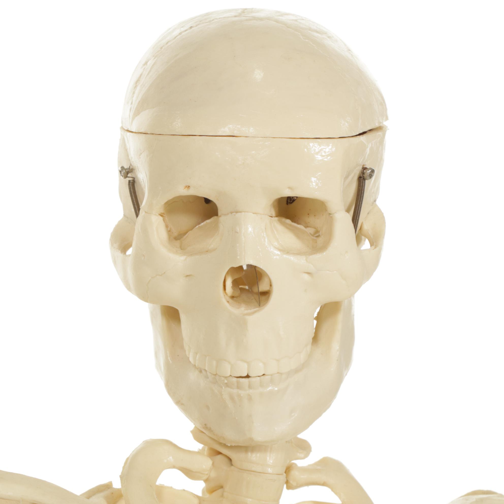 Articulated Small-Scale Replica Human Skeleton on Iron Stand