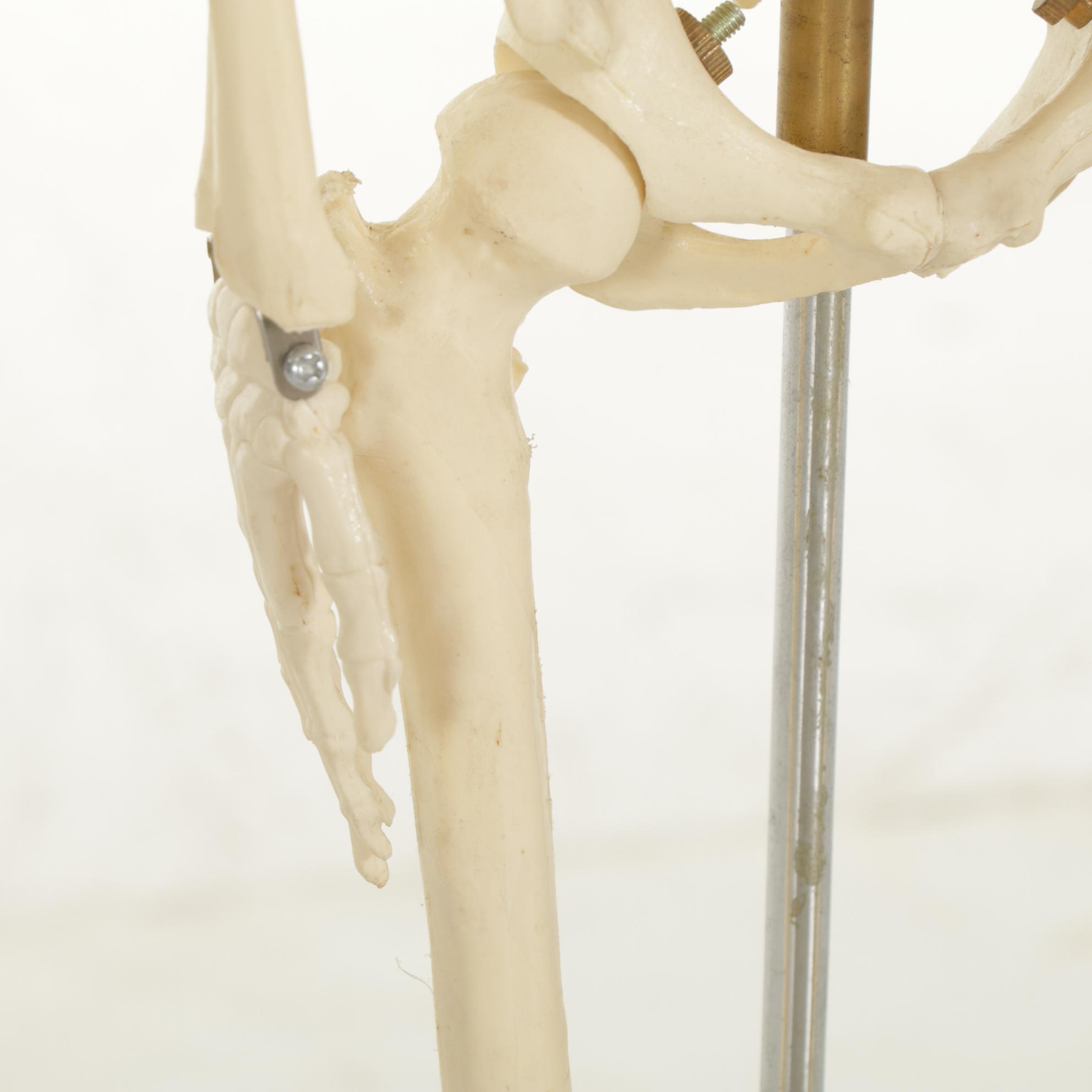 Articulated Small-Scale Replica Human Skeleton on Iron Stand