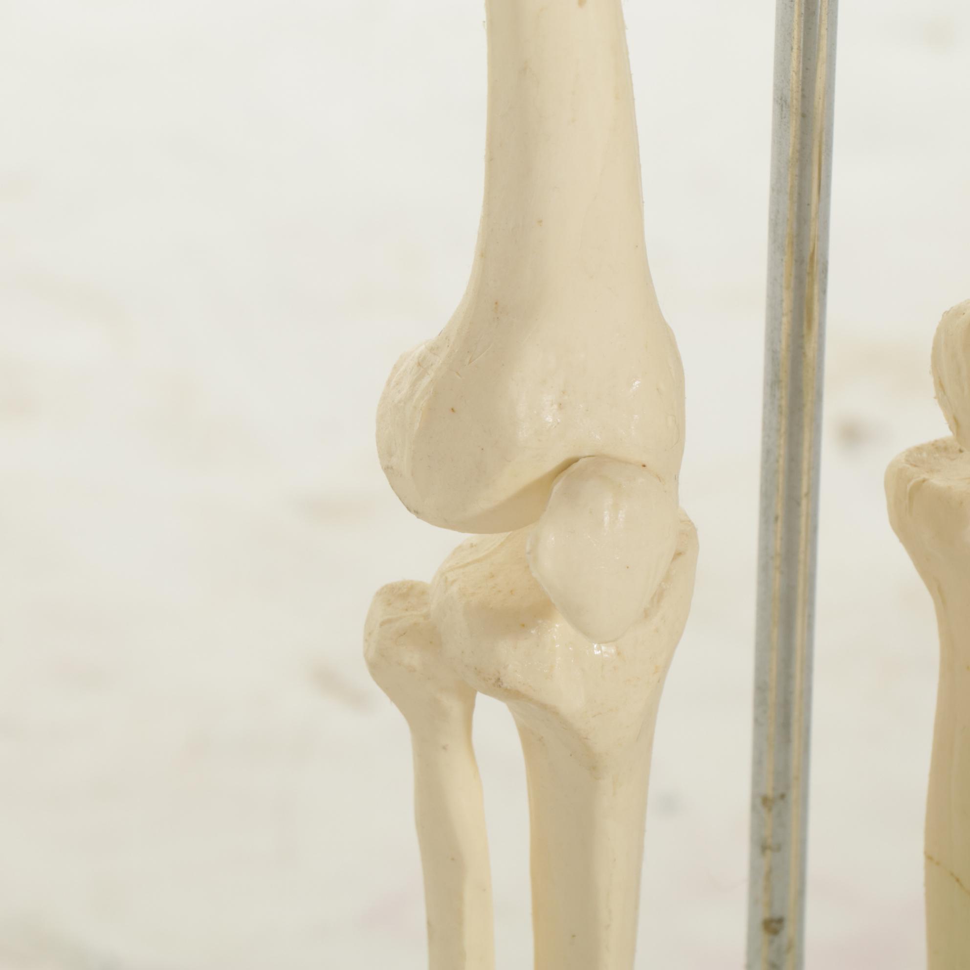 Articulated Small-Scale Replica Human Skeleton on Iron Stand