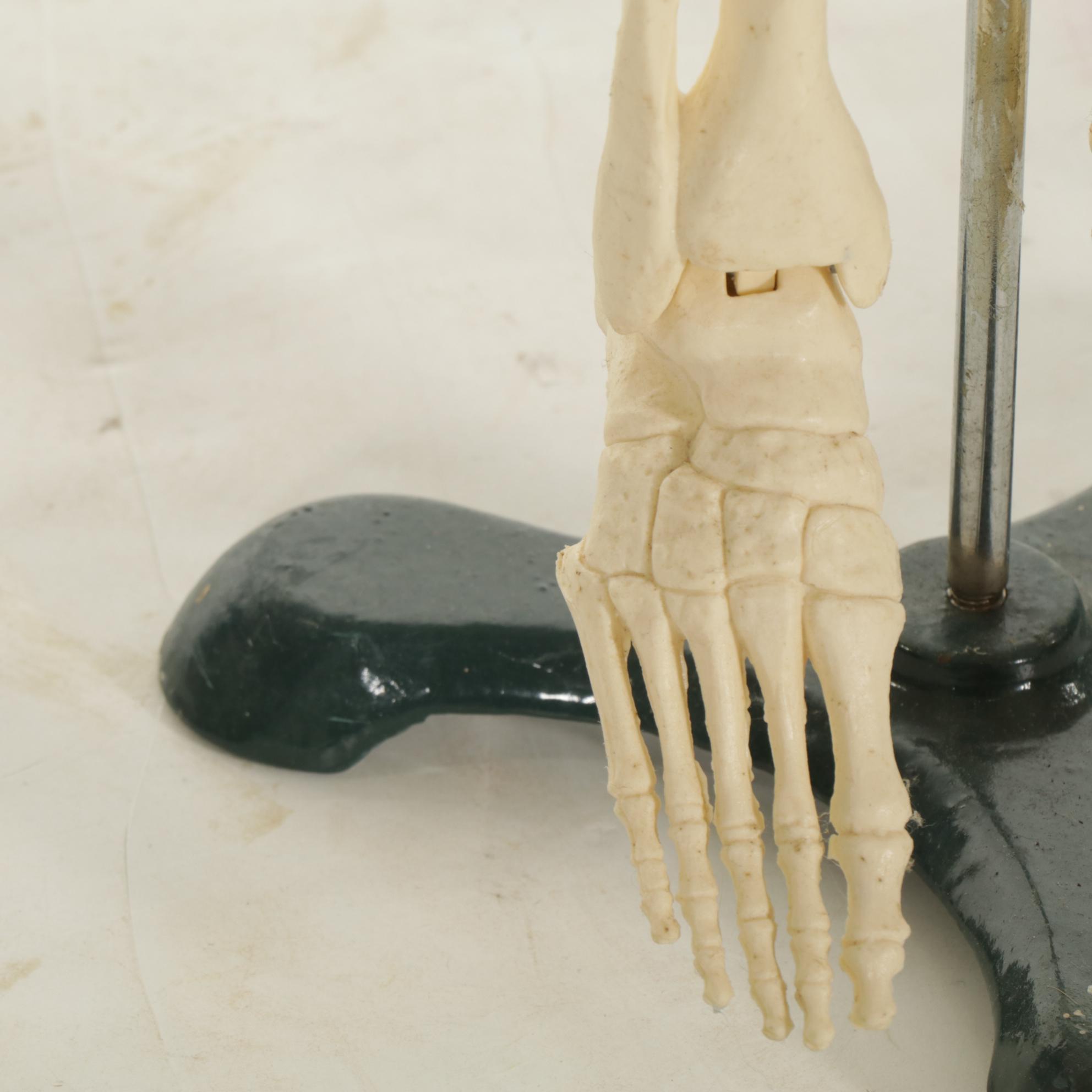 Articulated Small-Scale Replica Human Skeleton on Iron Stand