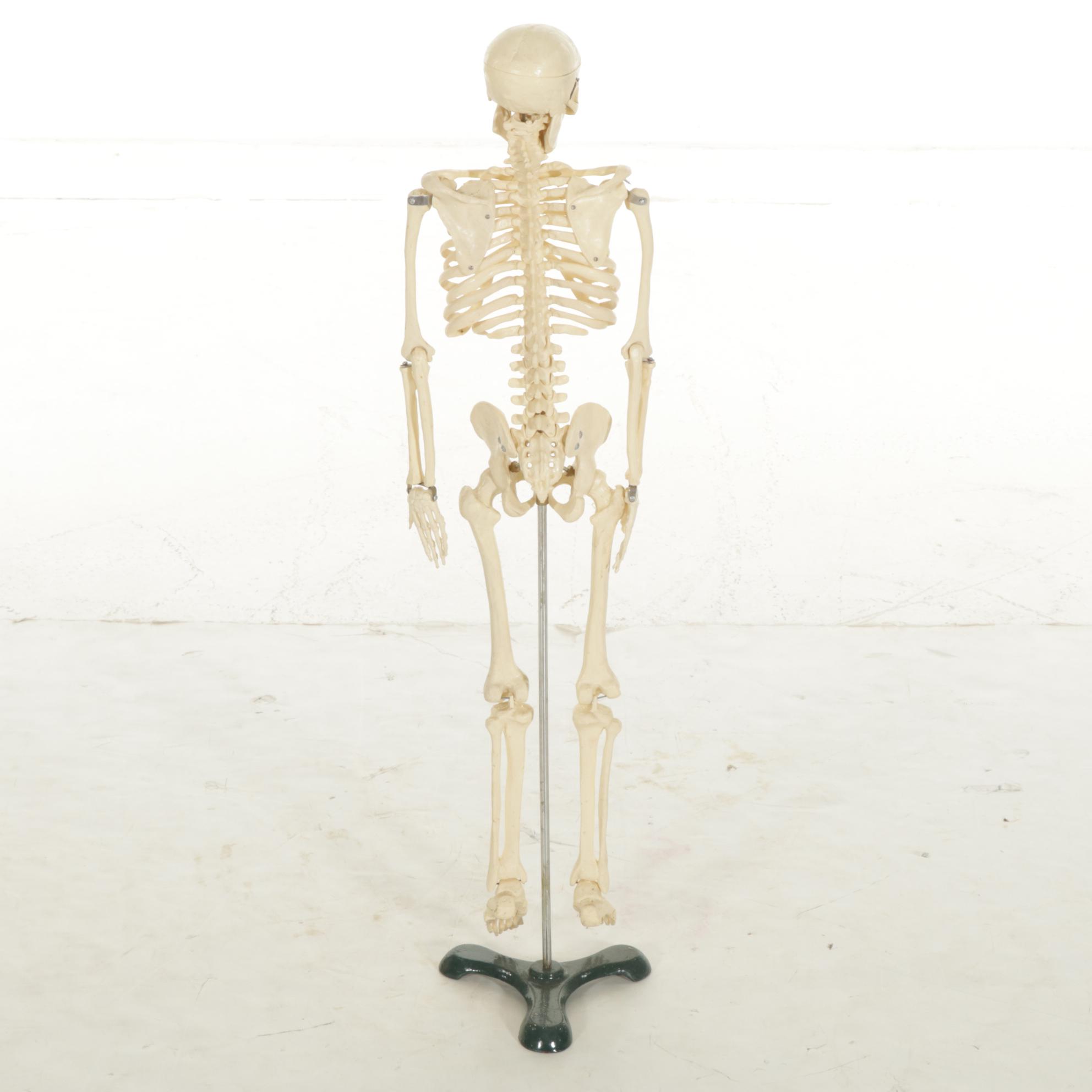 Articulated Small-Scale Replica Human Skeleton on Iron Stand
